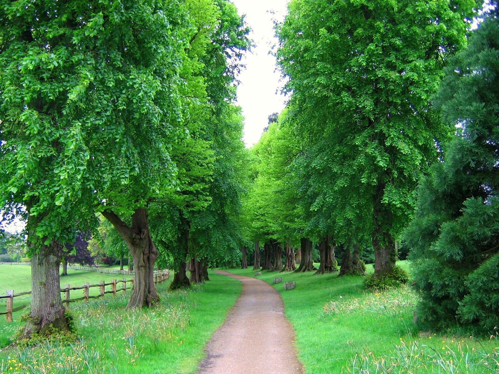 nature, park, alley, trees, fence, england HD wallpaper