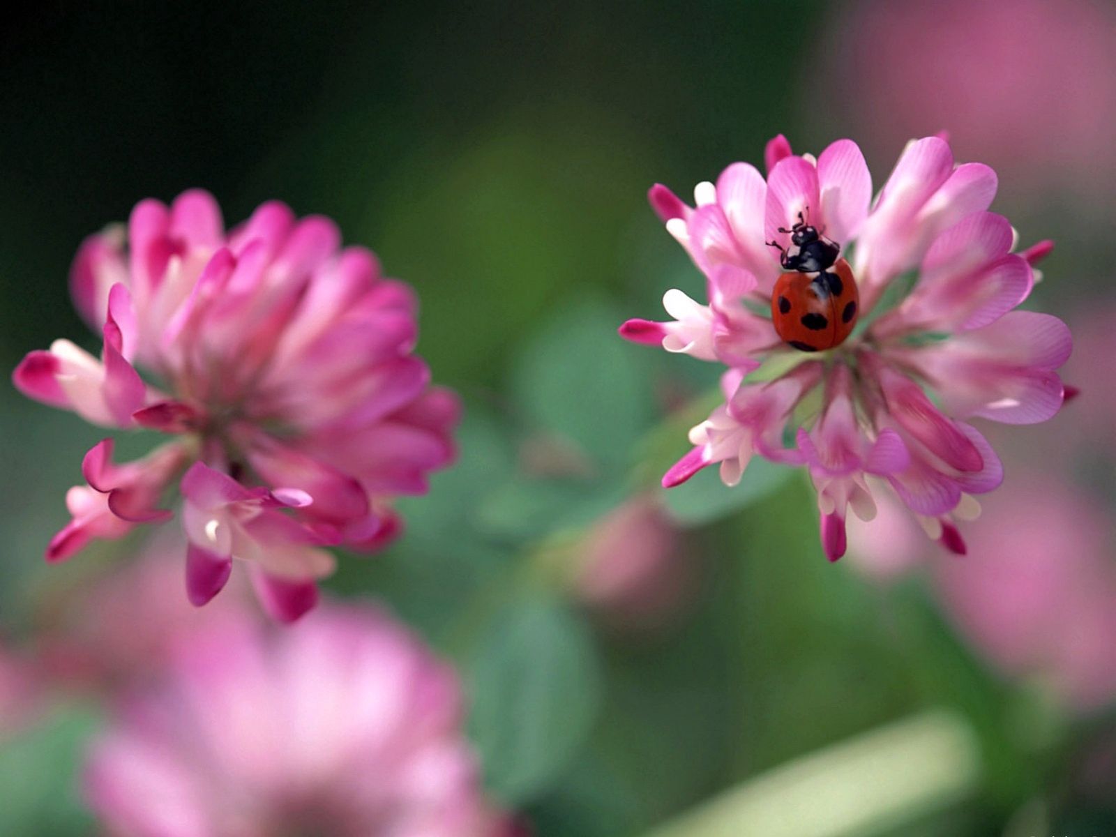 Laden Sie das Marienkäfer, Blumen, Hintergrund, Makro, Ladybird, Kleeblatt, Klee-Bild kostenlos auf Ihren PC-Desktop herunter