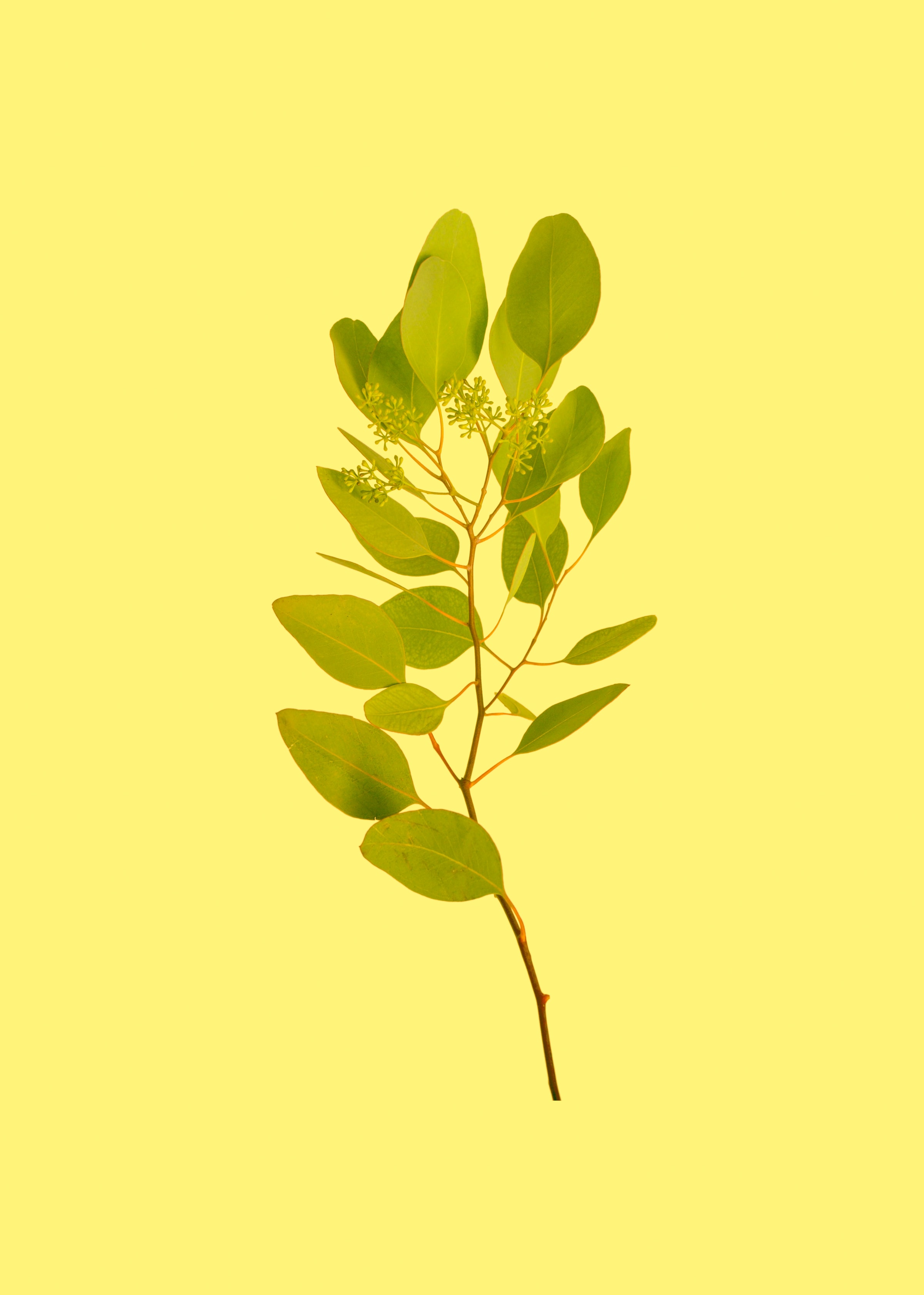 branch, leaves, yellow, miscellanea, miscellaneous