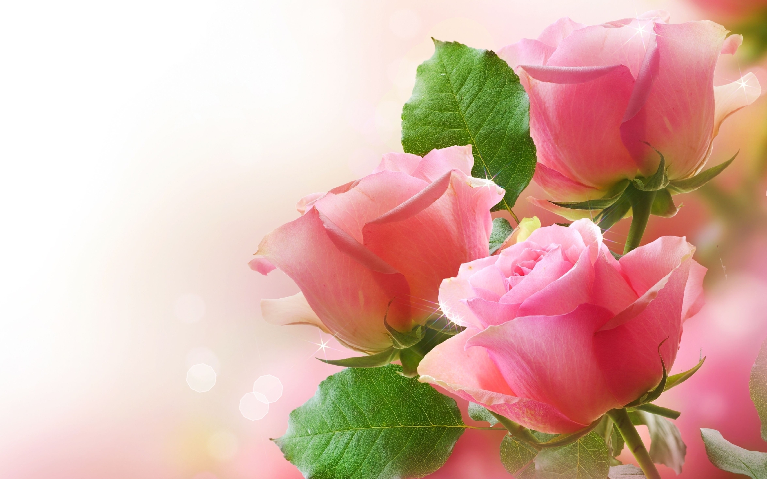 Best Roses Full HD Wallpaper