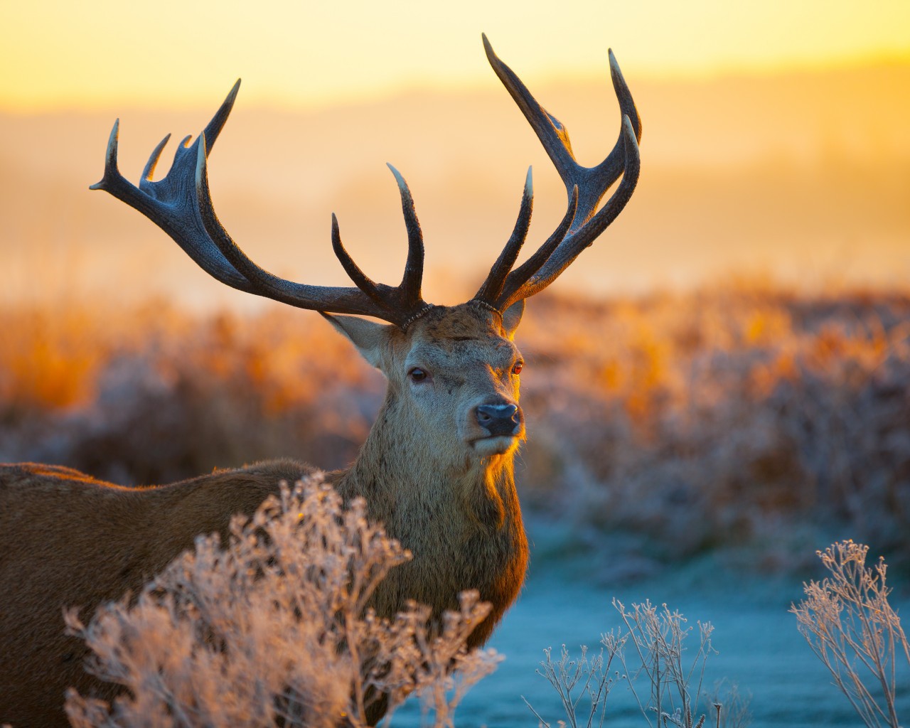animals, deers HD wallpaper