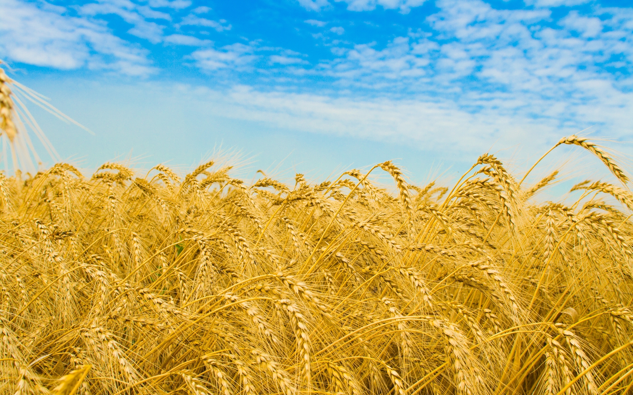 Завантажити шпалери Пшениця на телефон безкоштовно
