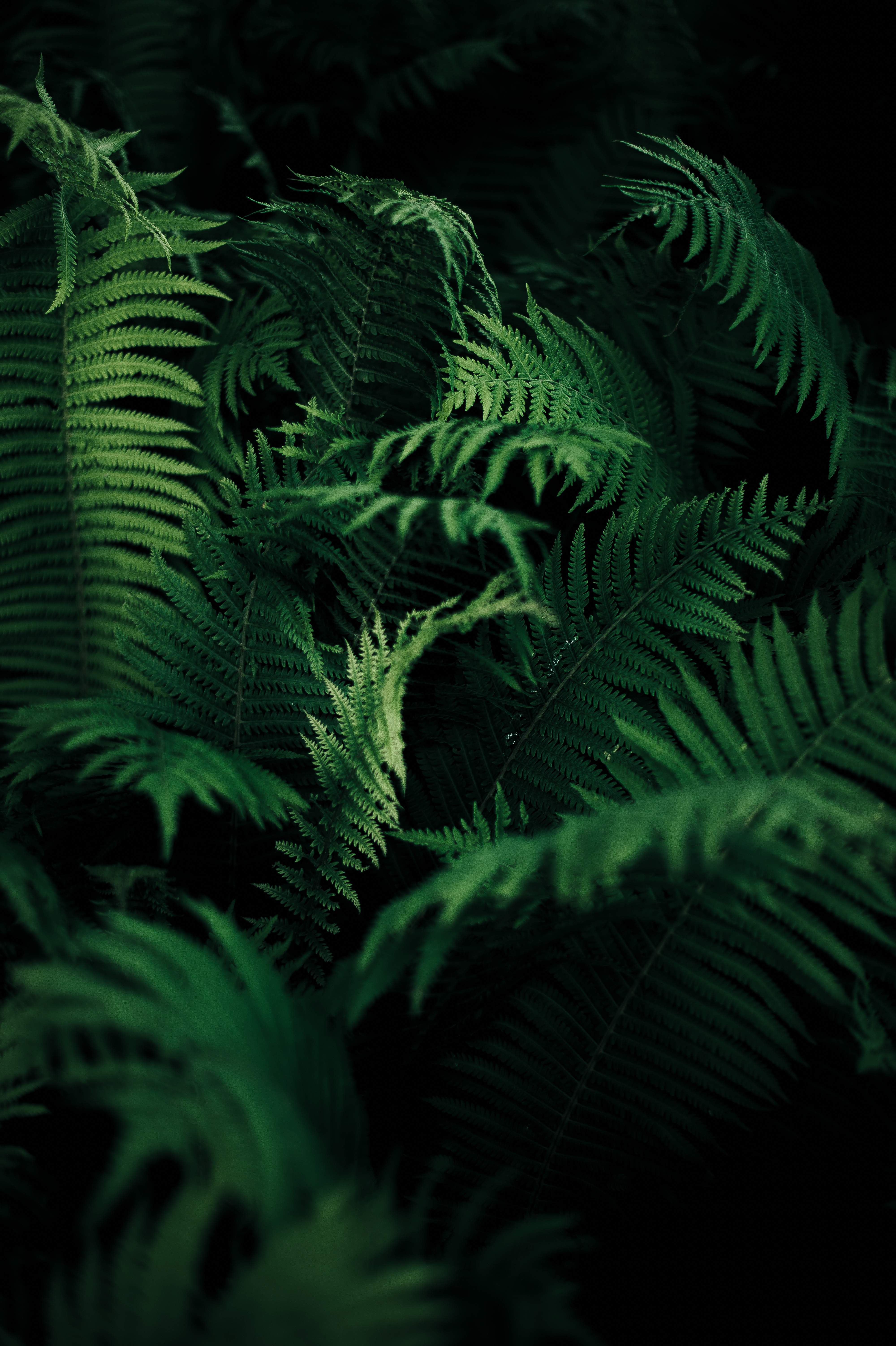 carved, plant, green, leaves, macro, fern, vegetation Smartphone Background