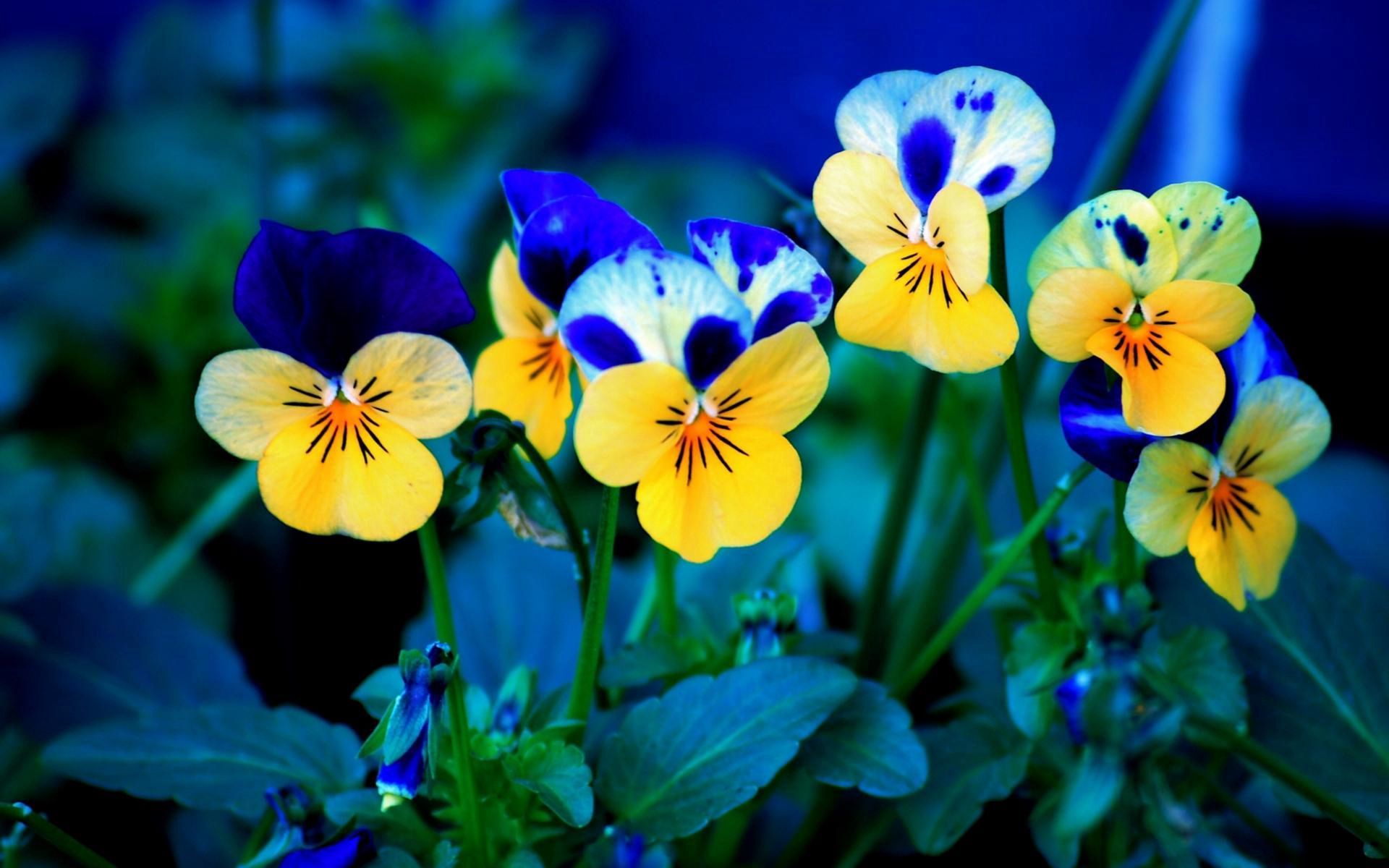 106865 download wallpaper flowers, pansies, polyana, glade screensavers and pictures for free