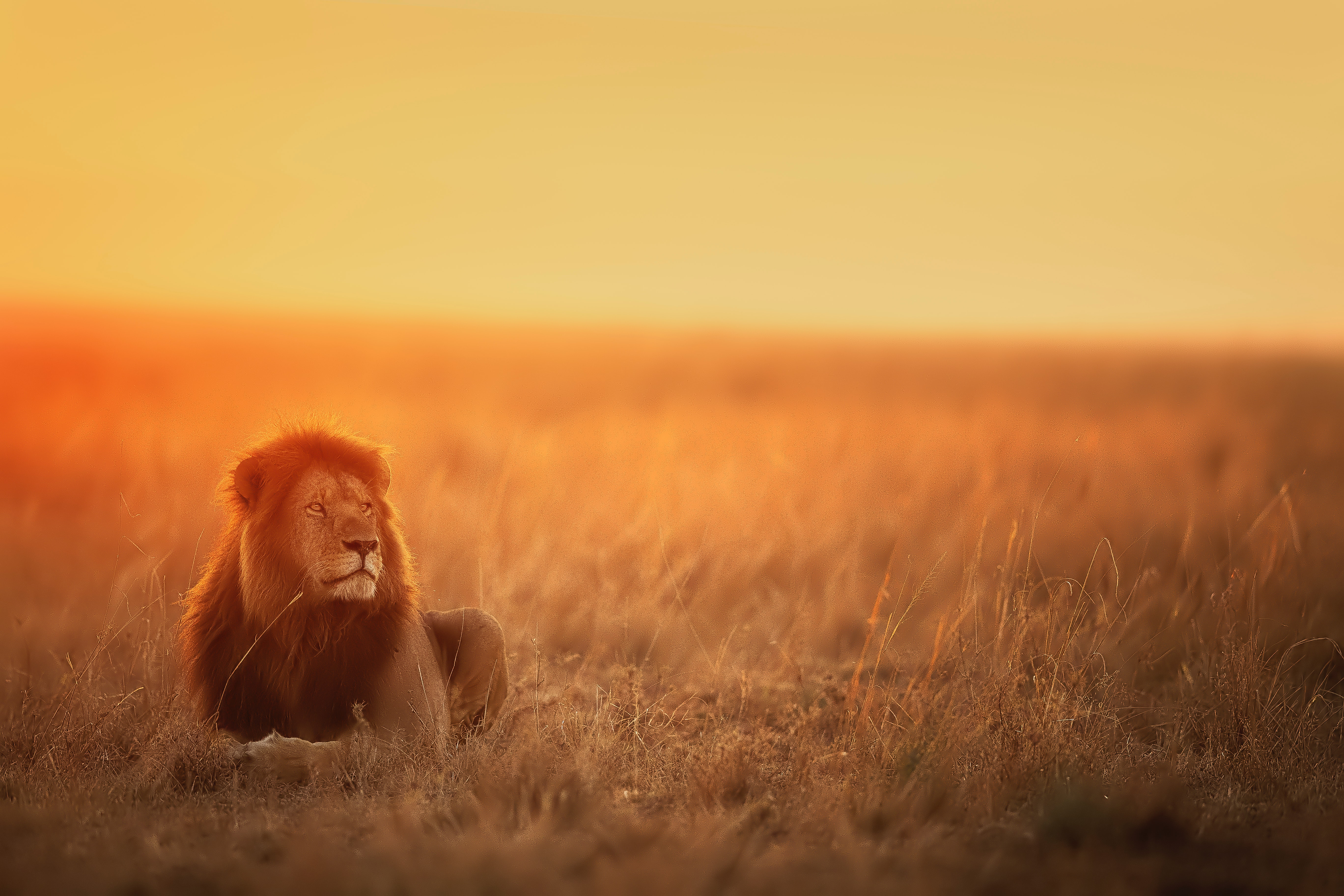 lion, animals, sunset, predator, big cat, sight, opinion