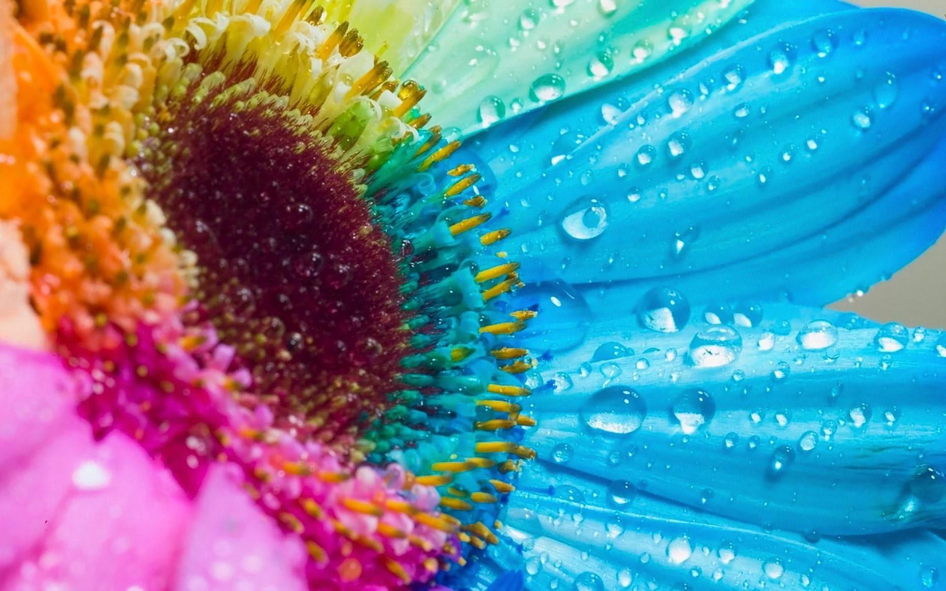 Laden Sie das Mehrfarbig, Blume, Makro, Motley, Blütenblätter-Bild kostenlos auf Ihren PC-Desktop herunter