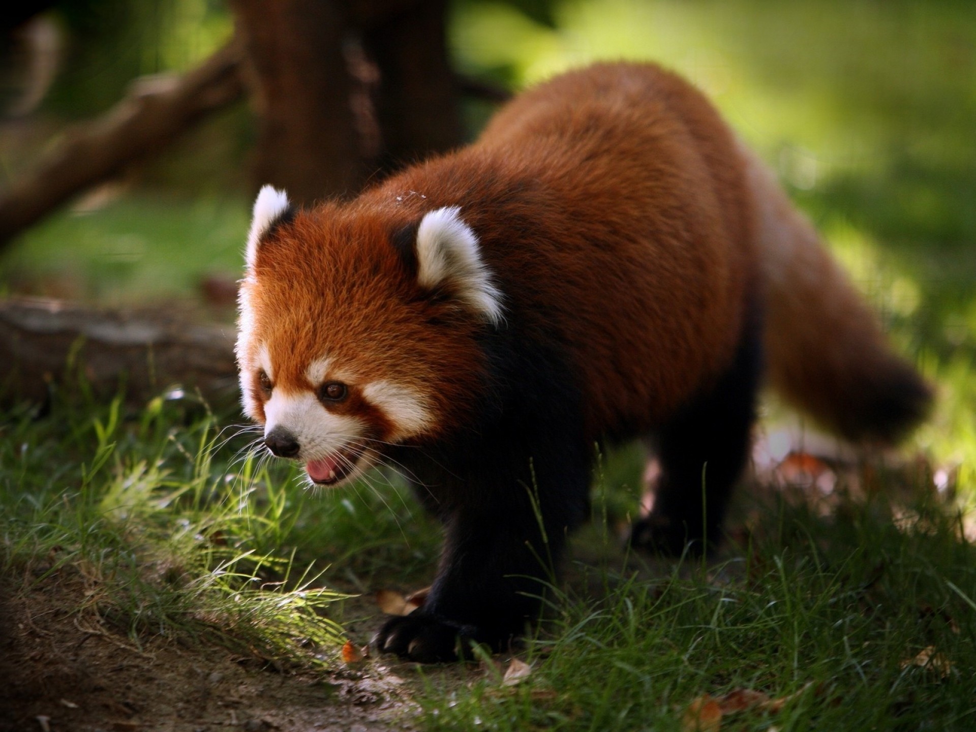 65827 Bildschirmschoner und Hintergrundbilder Roter Panda auf Ihrem Telefon. Laden Sie tiere, bummel, spaziergang, tier, roter panda Bilder kostenlos herunter