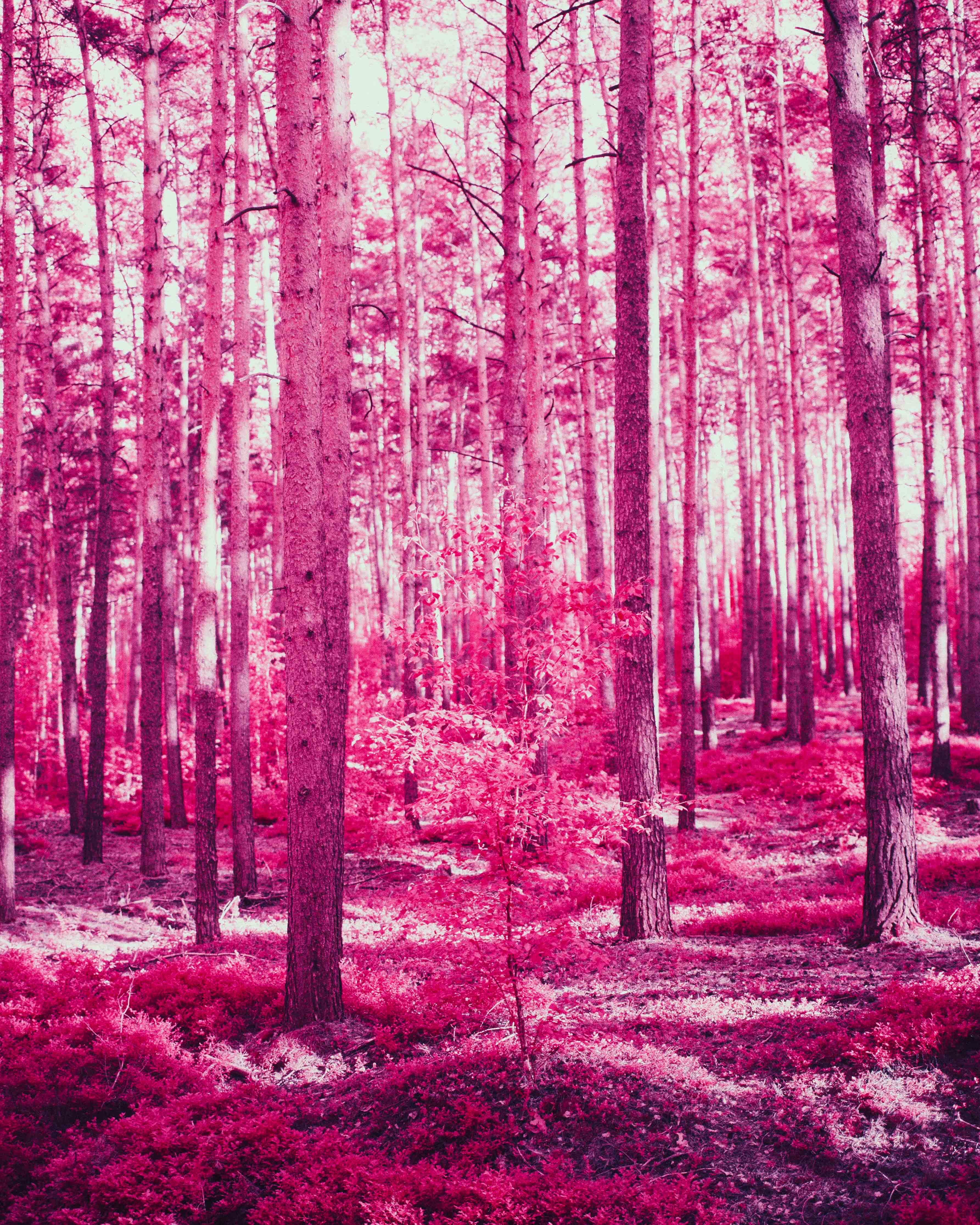 55897 Заставки и Обои Эффект на телефон. Скачать природа, лес, розовый, деревья картинки бесплатно