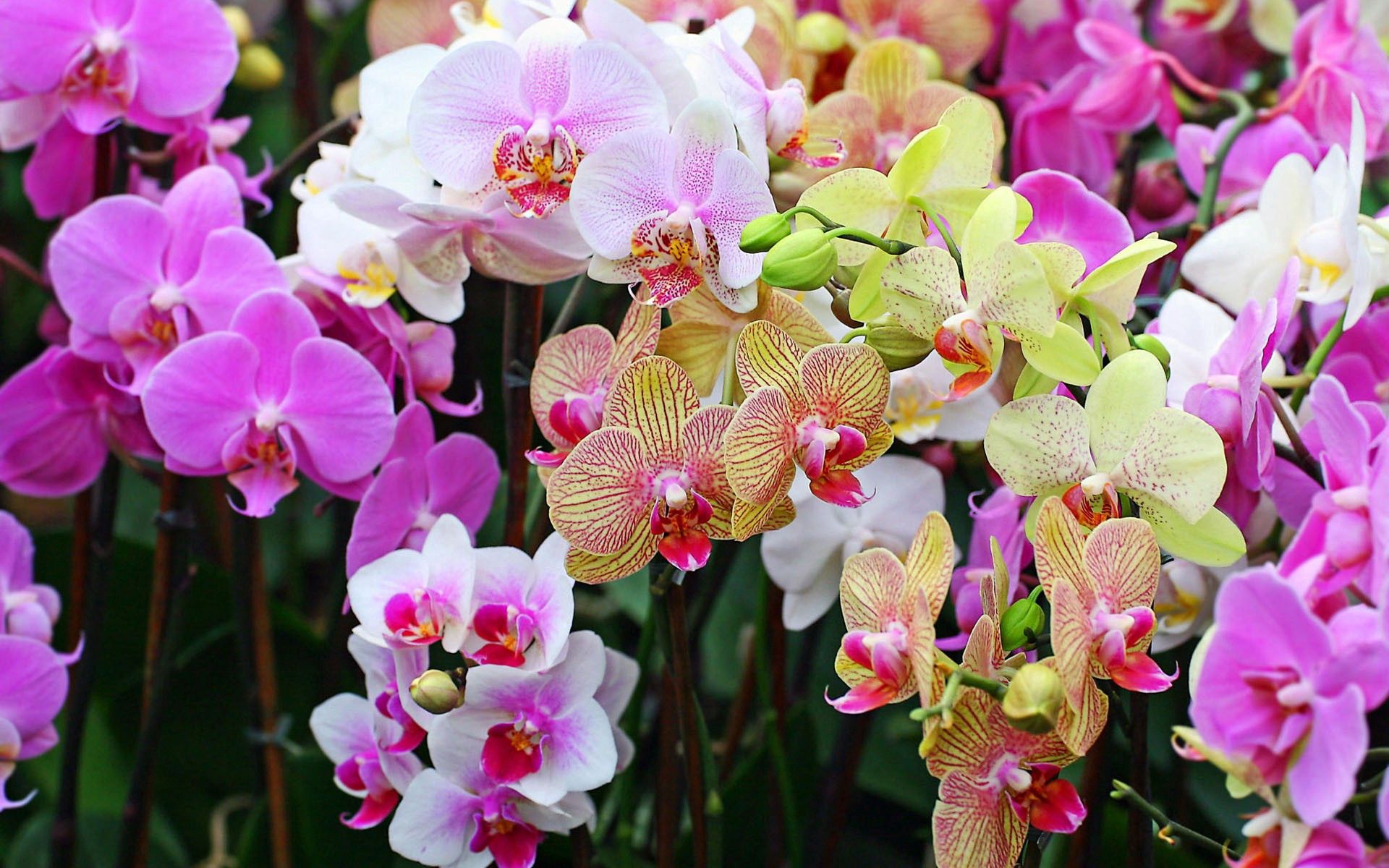 76984 скачать обои орхидеи, крупный план, цветы, яркие, разные, красочные - заставки и картинки бесплатно