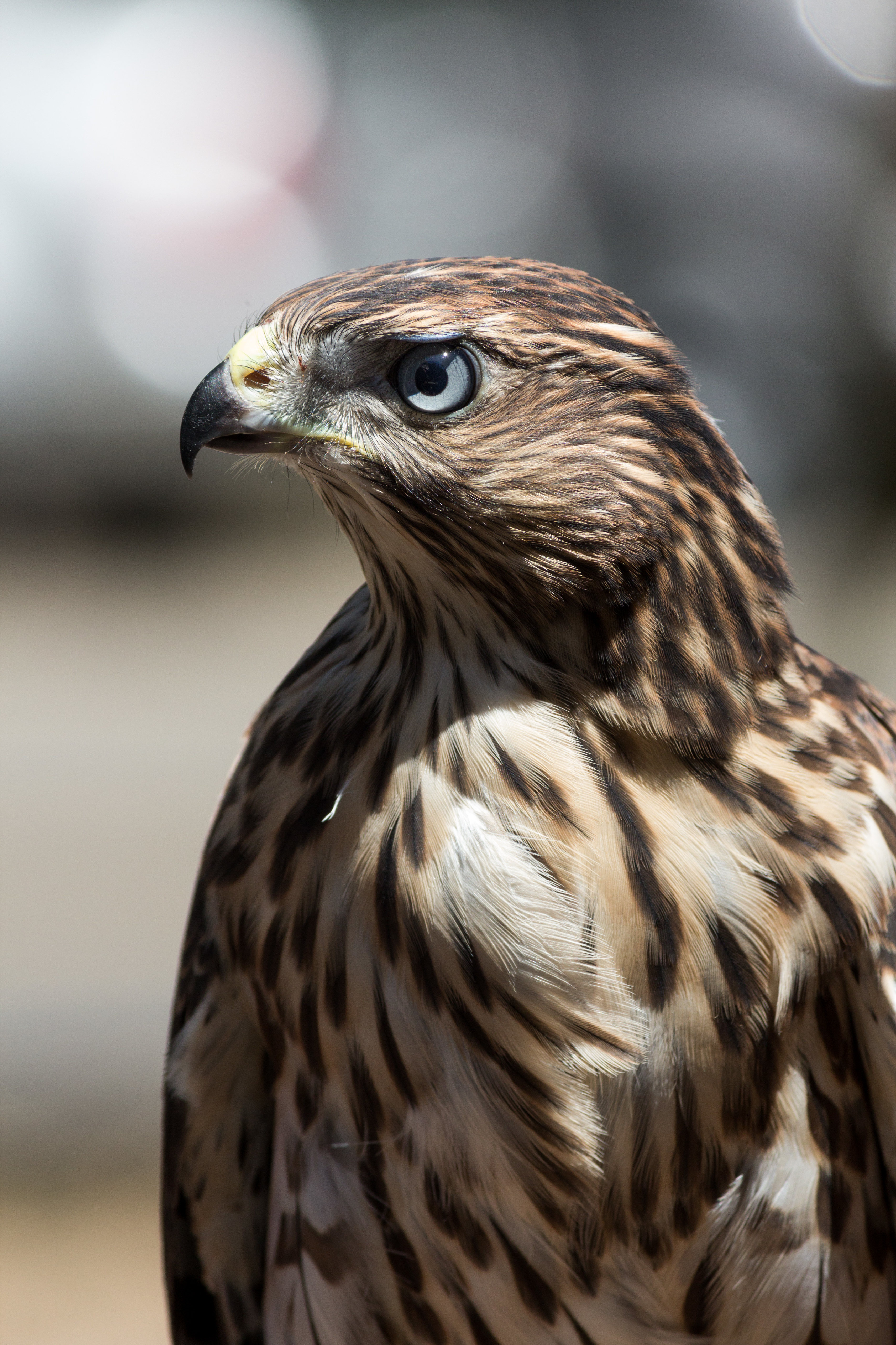 hawk, beak, animals, bird Cell Phone Image
