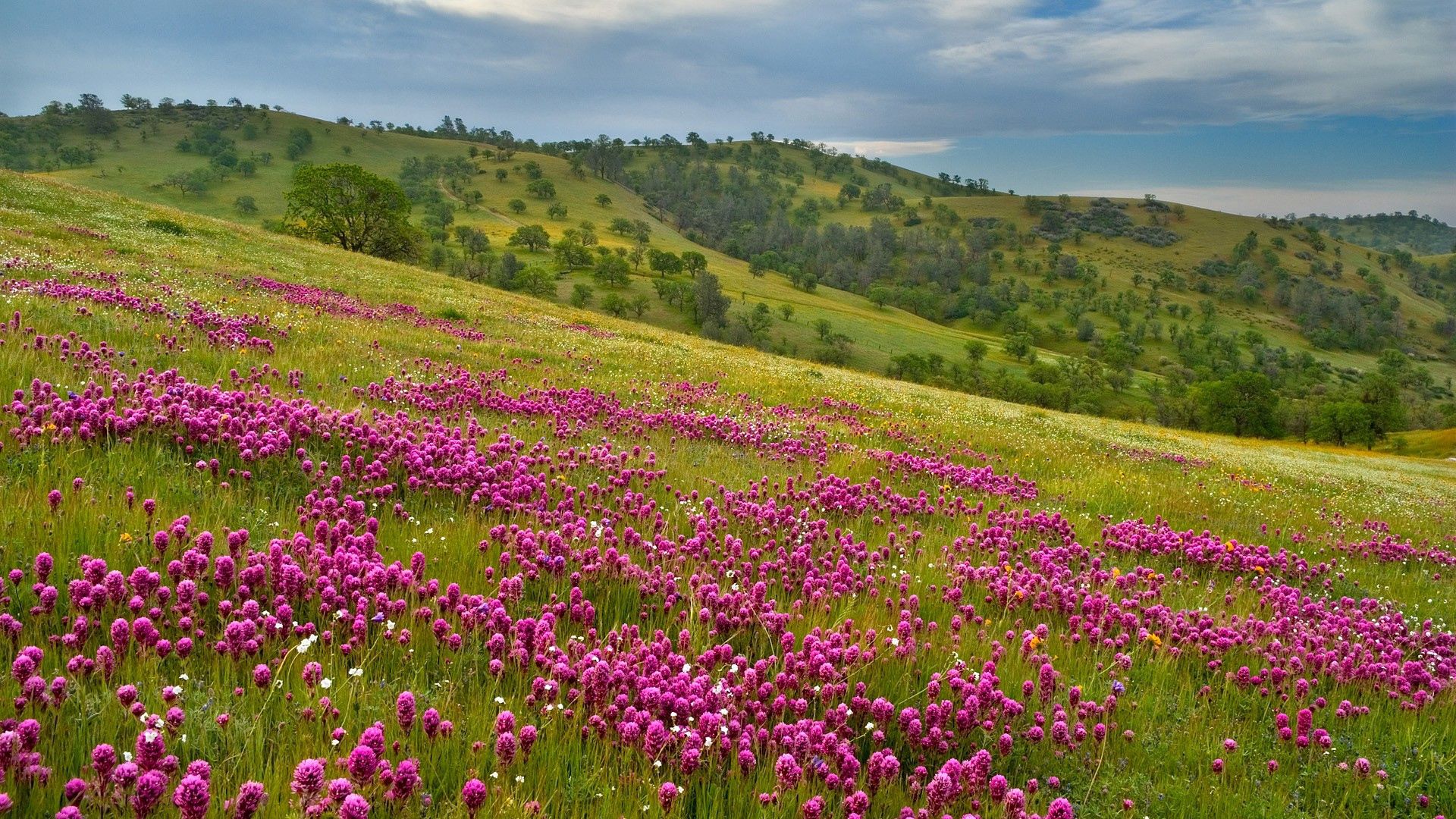 Laden Sie das Feld, Natur, Blumen, Grass, Sky-Bild kostenlos auf Ihren PC-Desktop herunter