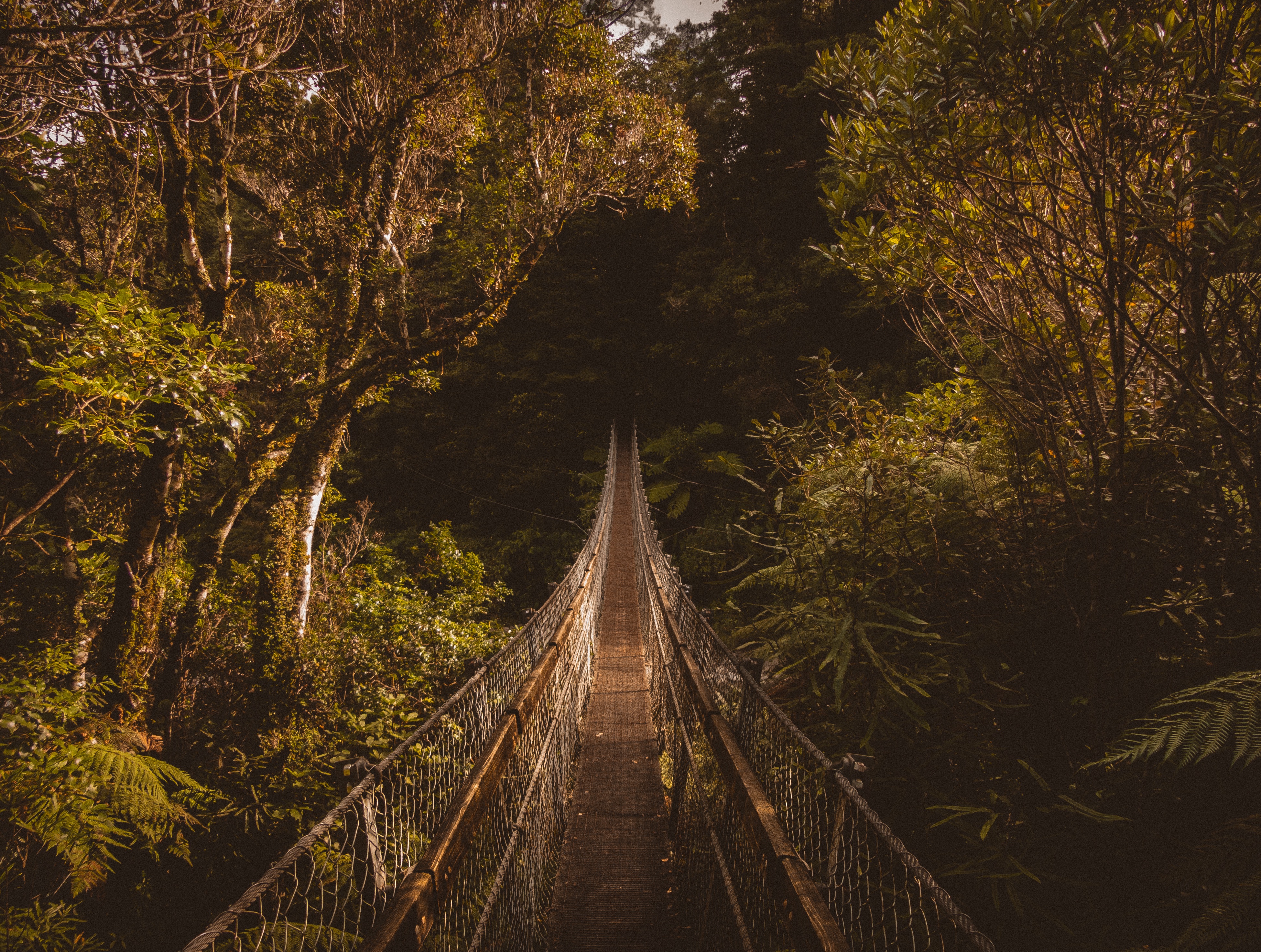 bridge, trees, nature, suspension bridge 8K