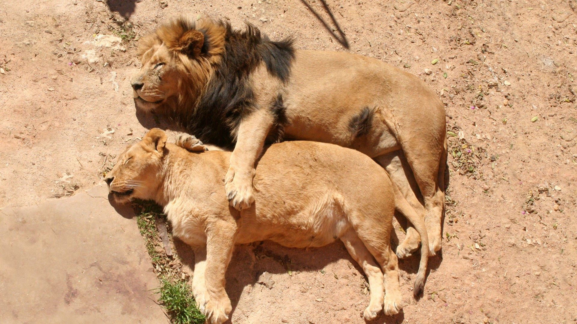 Laden Sie das Tiere, Lions, Paar, Sich Hinlegen, Liegen, Löwe, Ein Löwe, Löwin, Schlafen, Traum-Bild kostenlos auf Ihren PC-Desktop herunter
