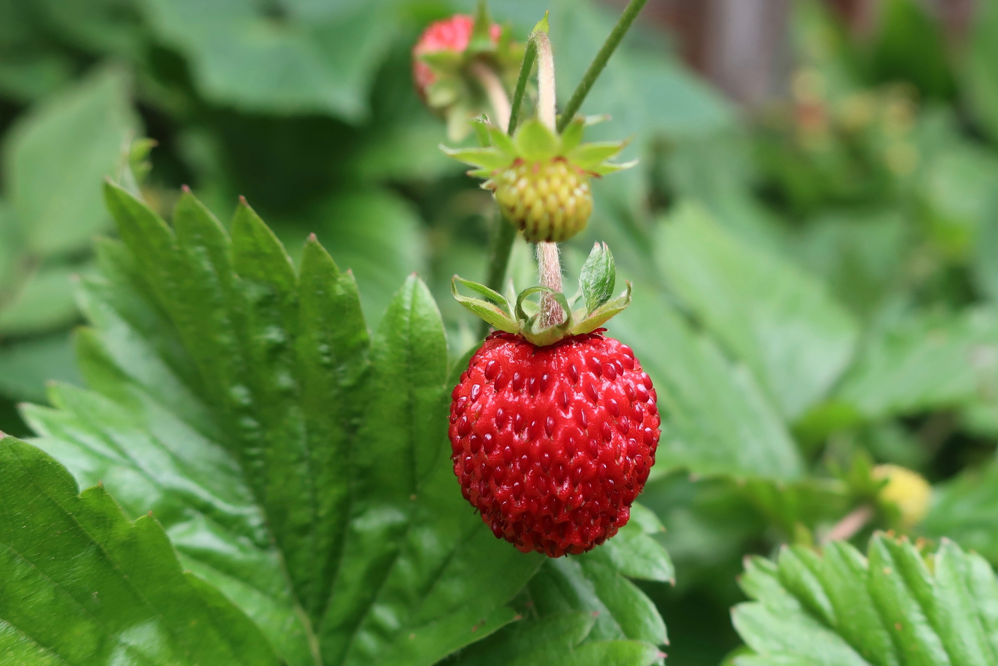Laden Sie das Erdbeere, Wild, Makro, Beere, Wilde Erdbeeren-Bild kostenlos auf Ihren PC-Desktop herunter