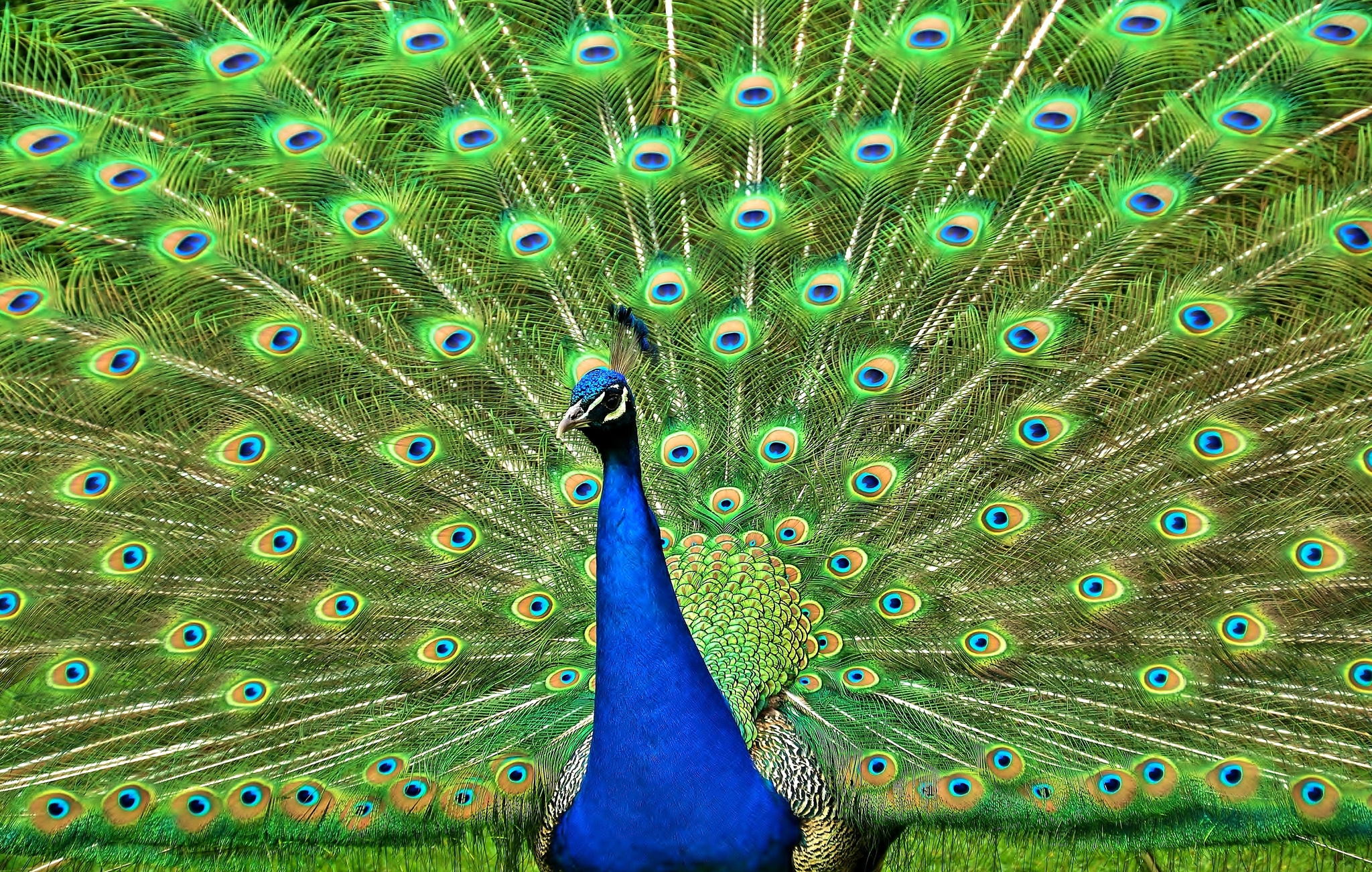 peacock, animals, bird, tail HD wallpaper