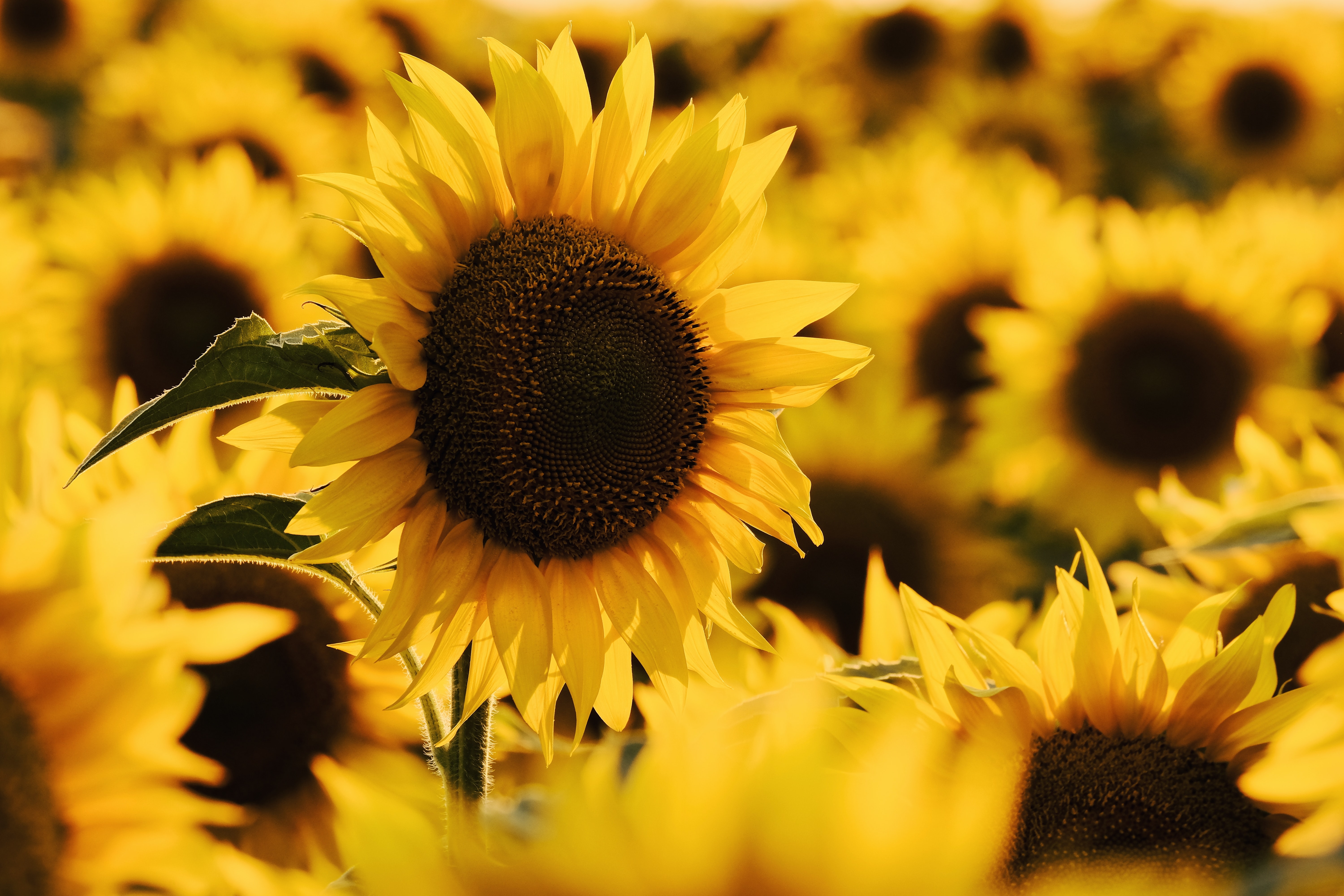 flowers, flower, yellow flower, petals Panoramic Wallpapers