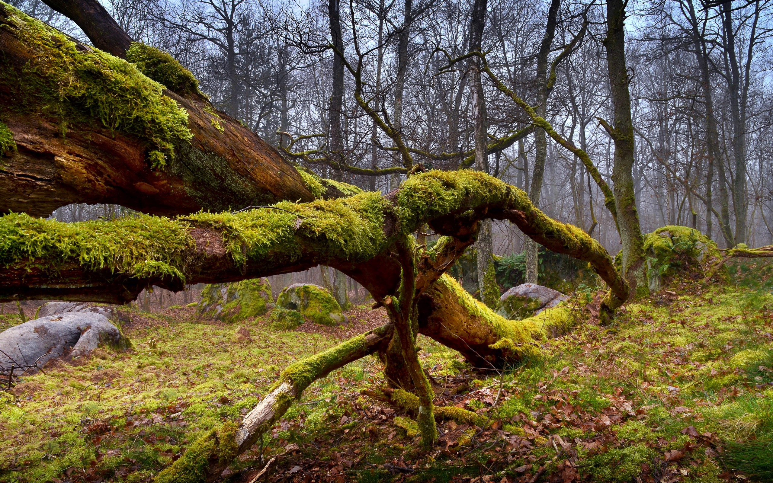 Как называется болото заросшее мхом. Кунашир замшелый лес. Лесной мох Экзотерра. Шотландия лес. Мшистый лес Малайзия.