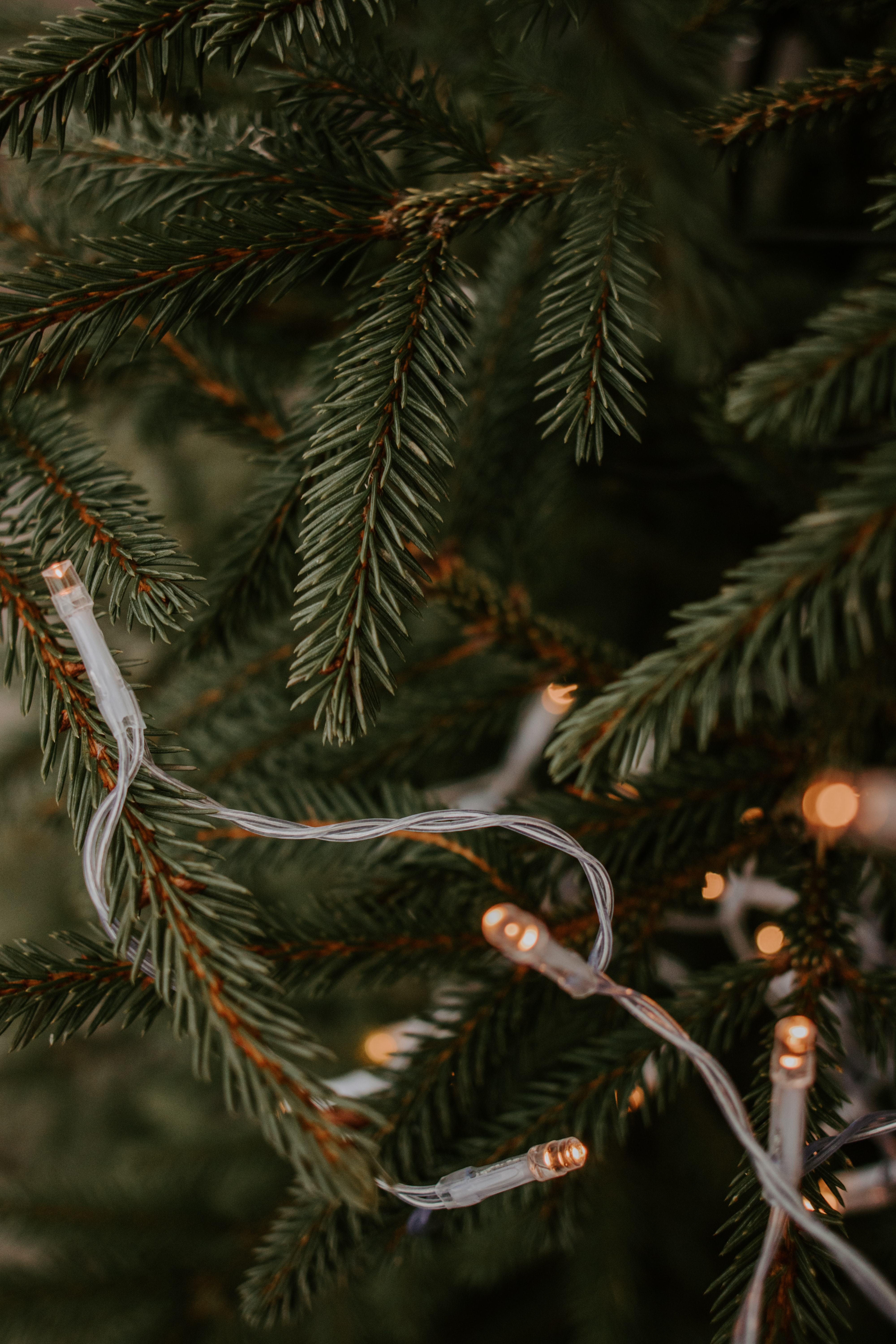 branches, holidays, new year, christmas, holiday, christmas tree, garland cell phone wallpapers