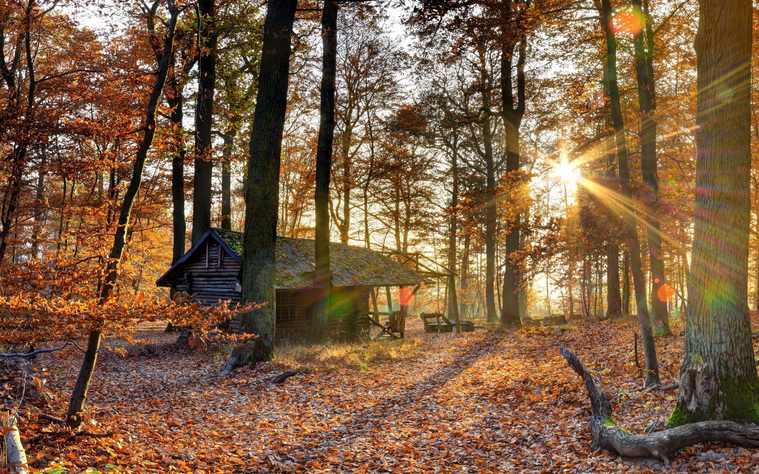 fall, autumn, nature, trees, shine, light, forest, leaf fall, house, october