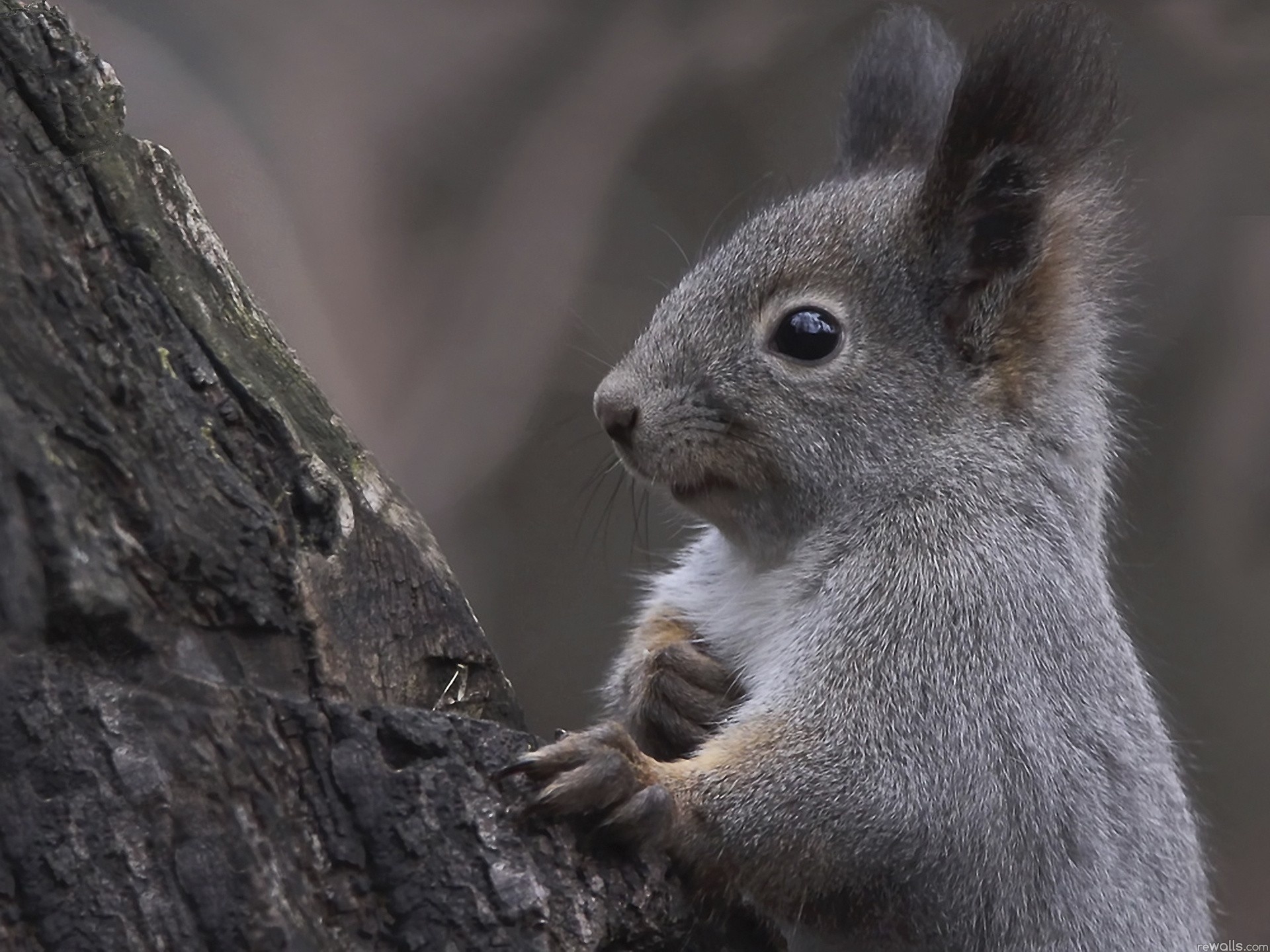 Laden Sie das Tiere, Eichhörnchen, Holz, Baum, Ohren, Neugierde, Neugier-Bild kostenlos auf Ihren PC-Desktop herunter
