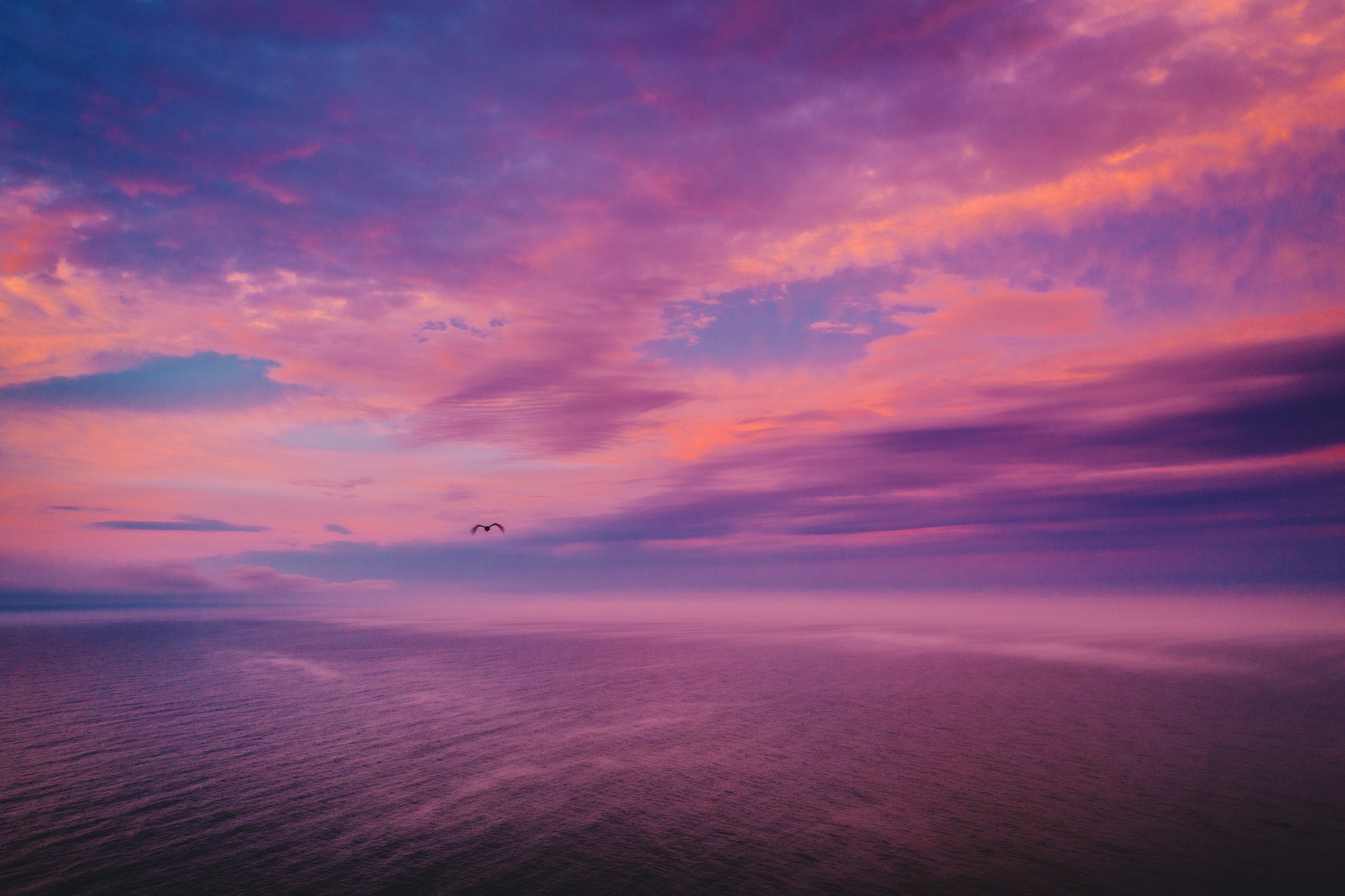 HD wallpaper dusk, nature, sky, sea, twilight, bird, handsomely, it's beautiful