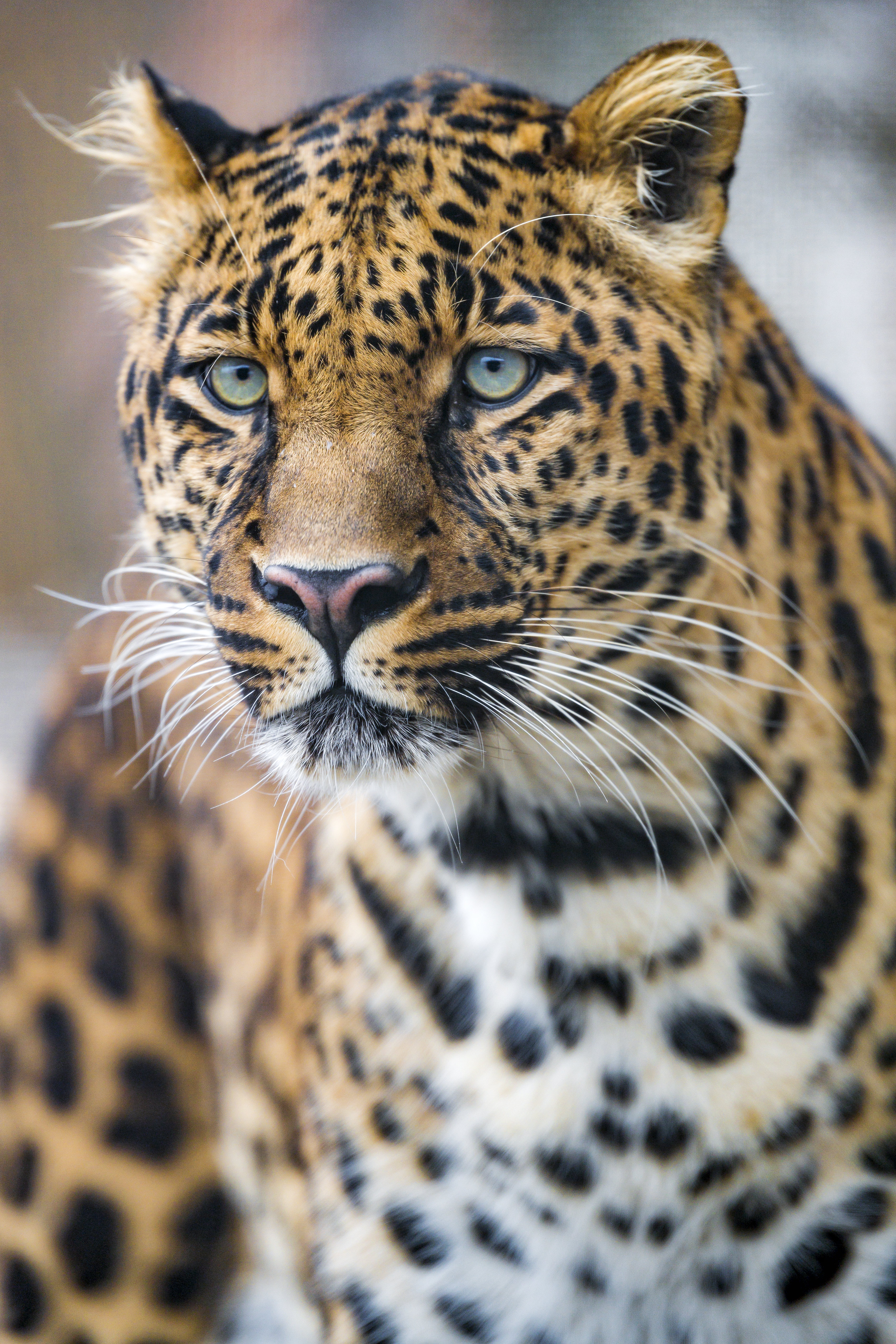 Mobile Wallpaper: Free HD Download [HQ] animals, predator, muzzle, big cat