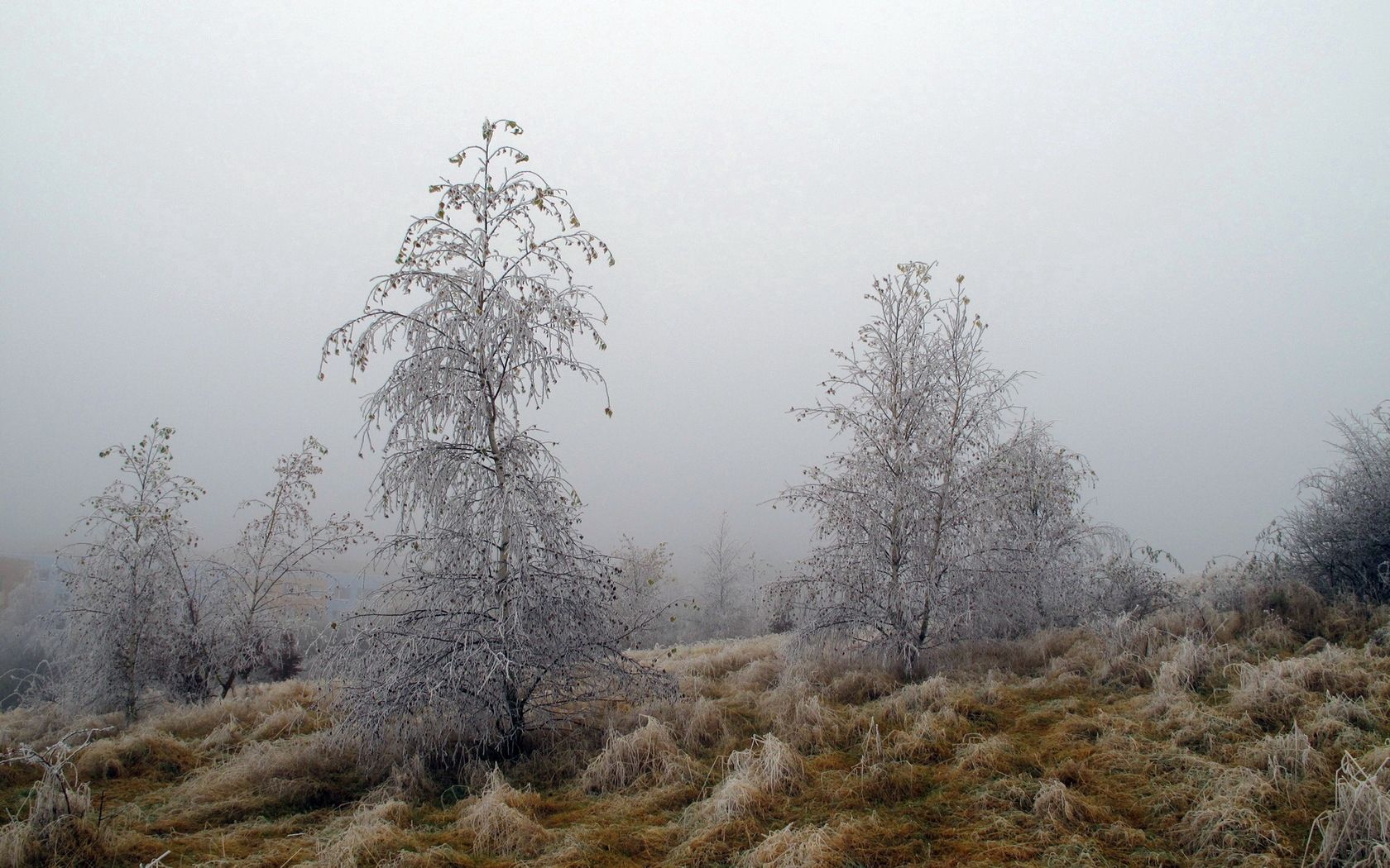 52558 Hintergrundbild herunterladen natur, bäume, grass, nebel, frost, rauhreif, oktober - Bildschirmschoner und Bilder kostenlos