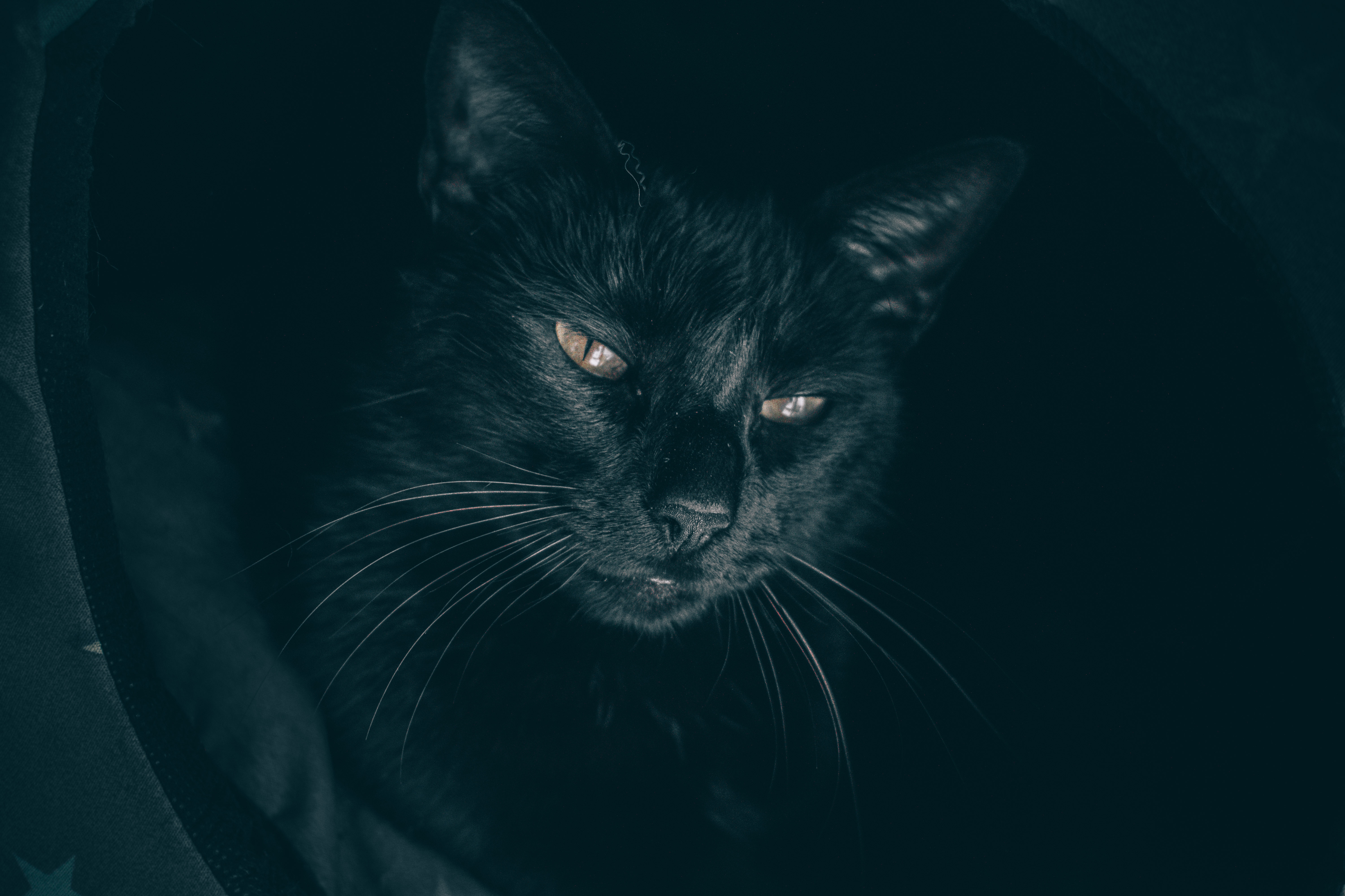 cat, sleepy, opinion, black Square Wallpapers