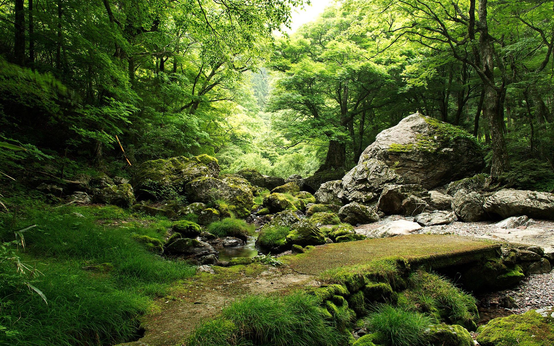 76451 Hintergrundbild herunterladen natur, bäume, grass, stones, moos, moss - Bildschirmschoner und Bilder kostenlos