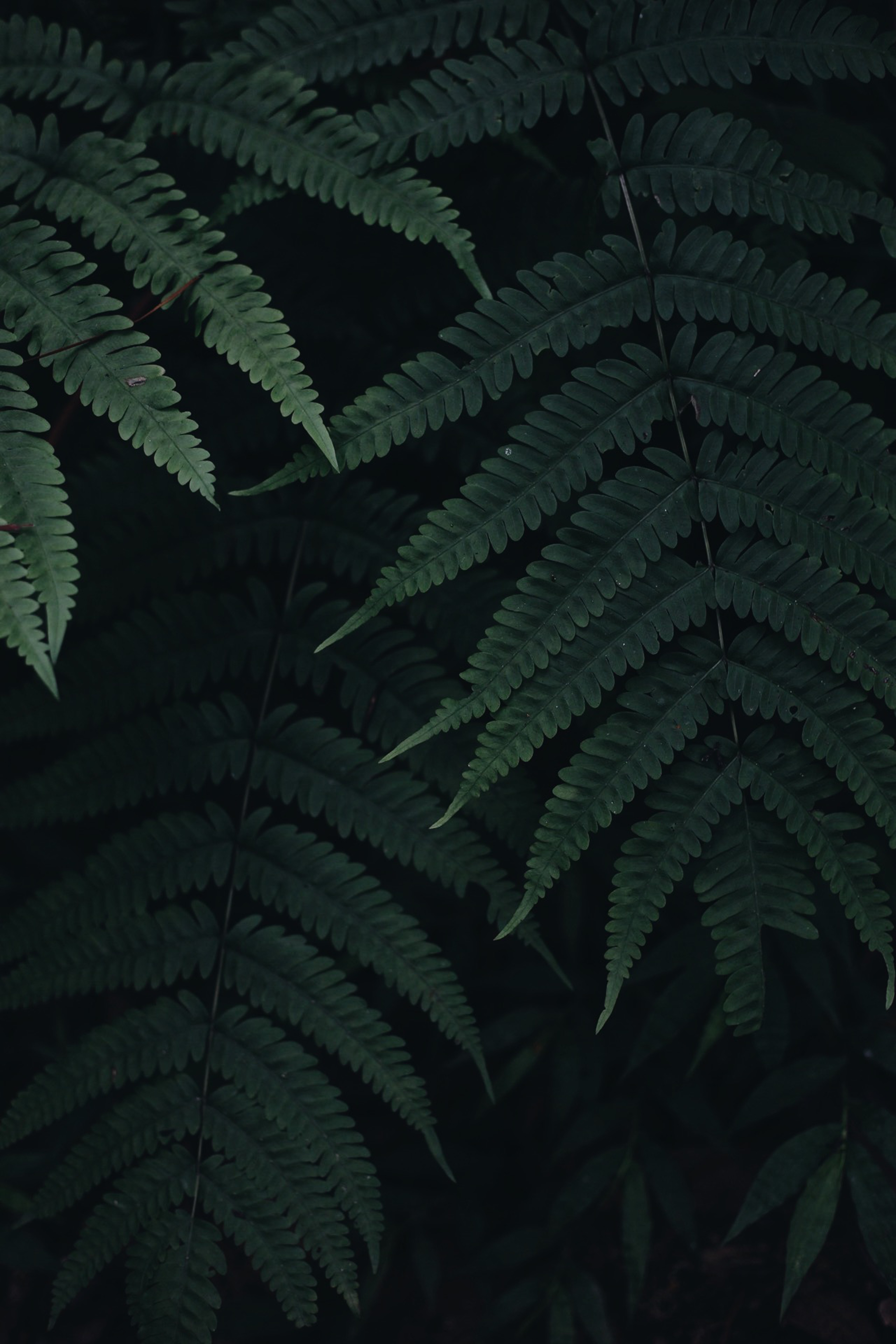 fern, leaves, green, plant, macro, dark 4K