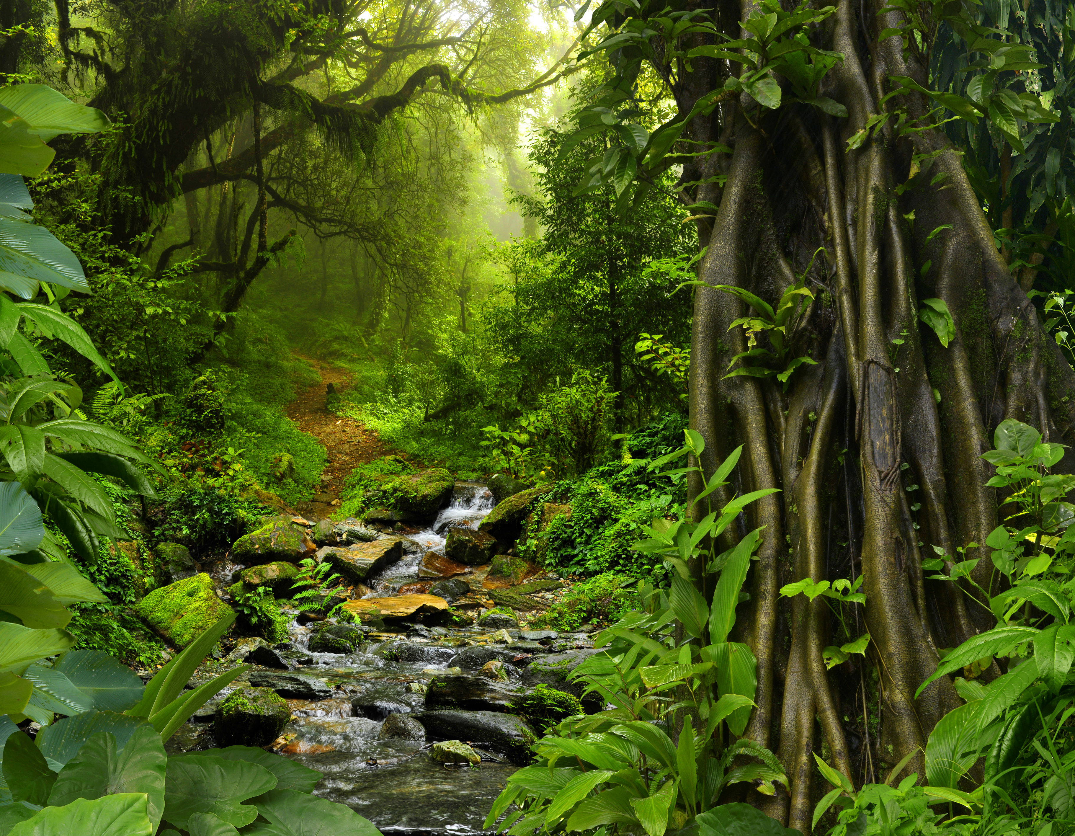 HD desktop wallpaper: Nature, Earth, Path, Stone, Stream, Jungle, Greenery  download free picture #775052