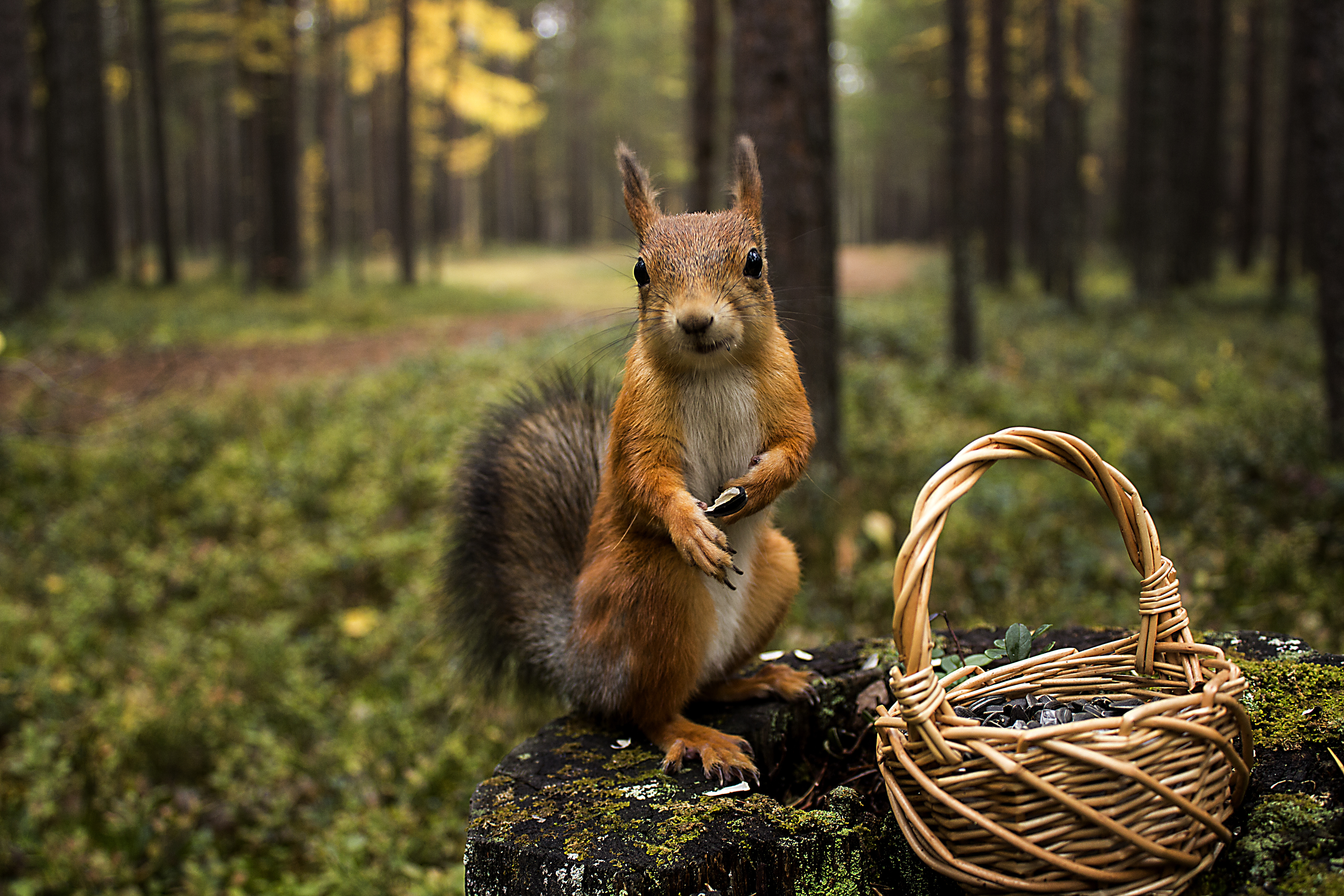 animals, greens, squirrel, grass, summer, basket wallpapers for tablet