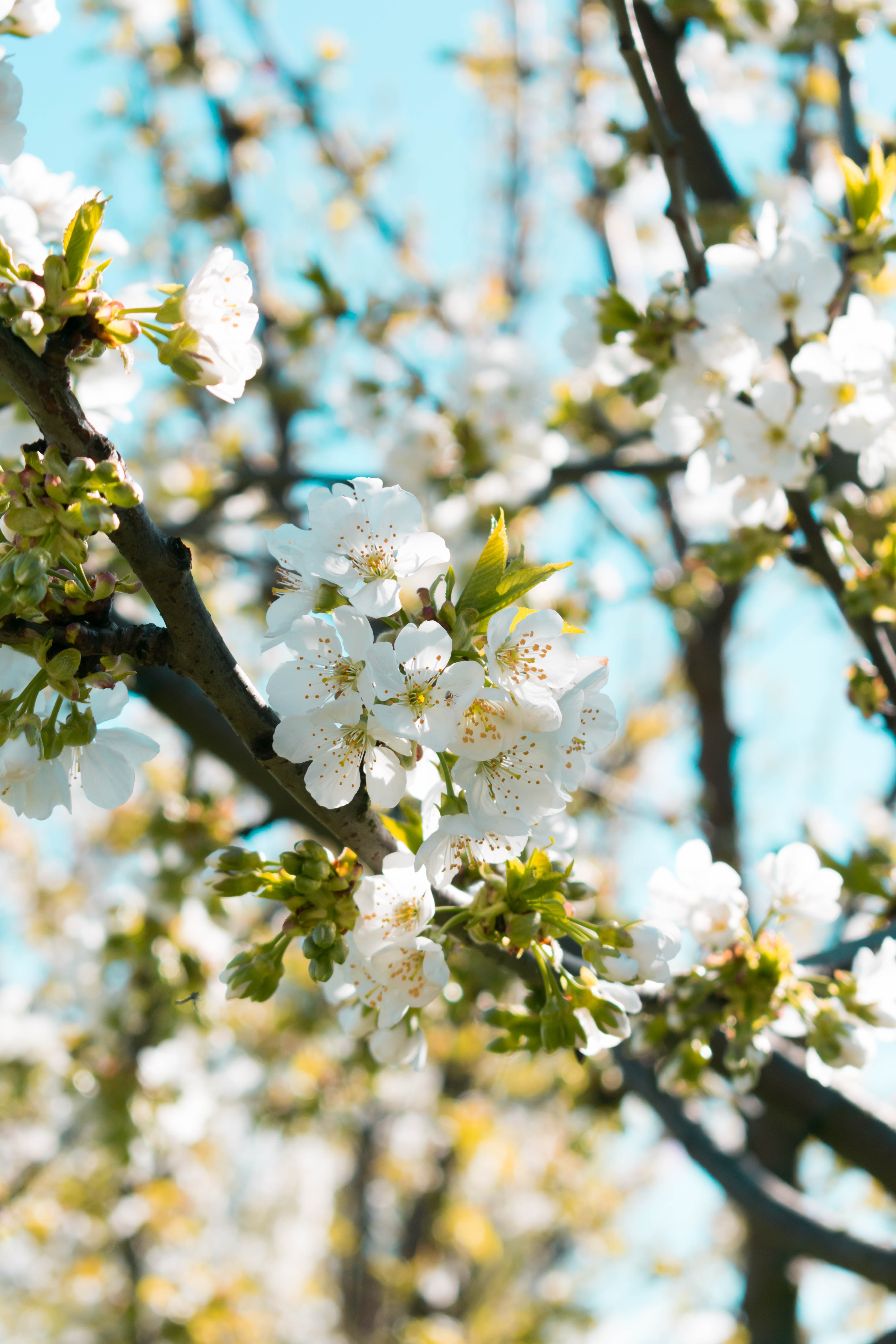 flowering, spring, macro, blur, flowers, smooth, bloom, branch cell phone wallpapers