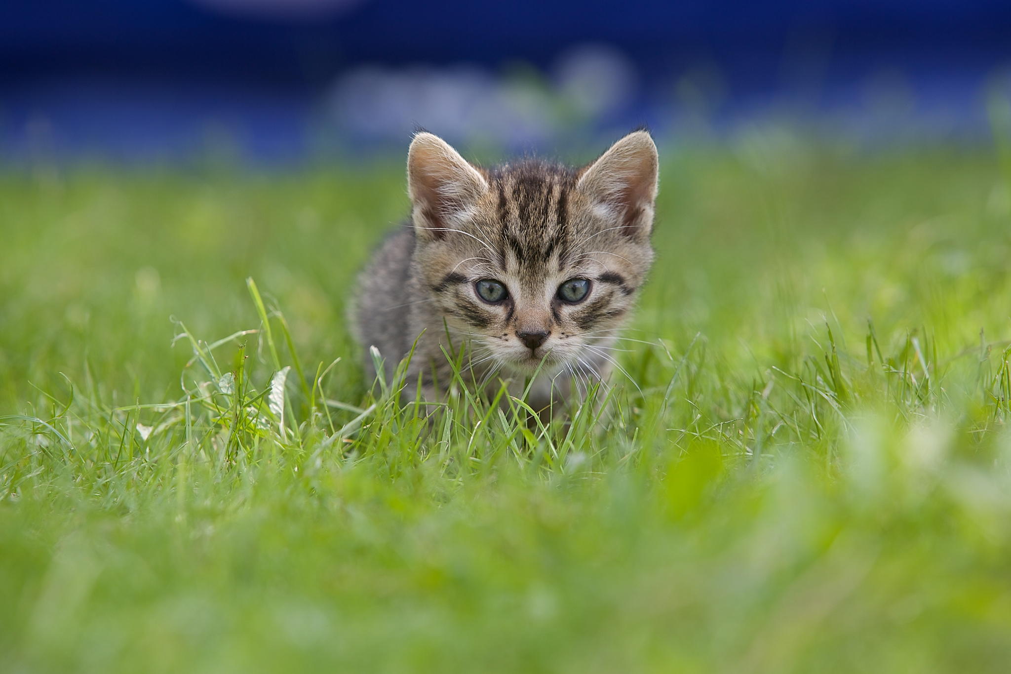 blur, animals, grass, kitty, kitten, smooth, sight, opinion QHD