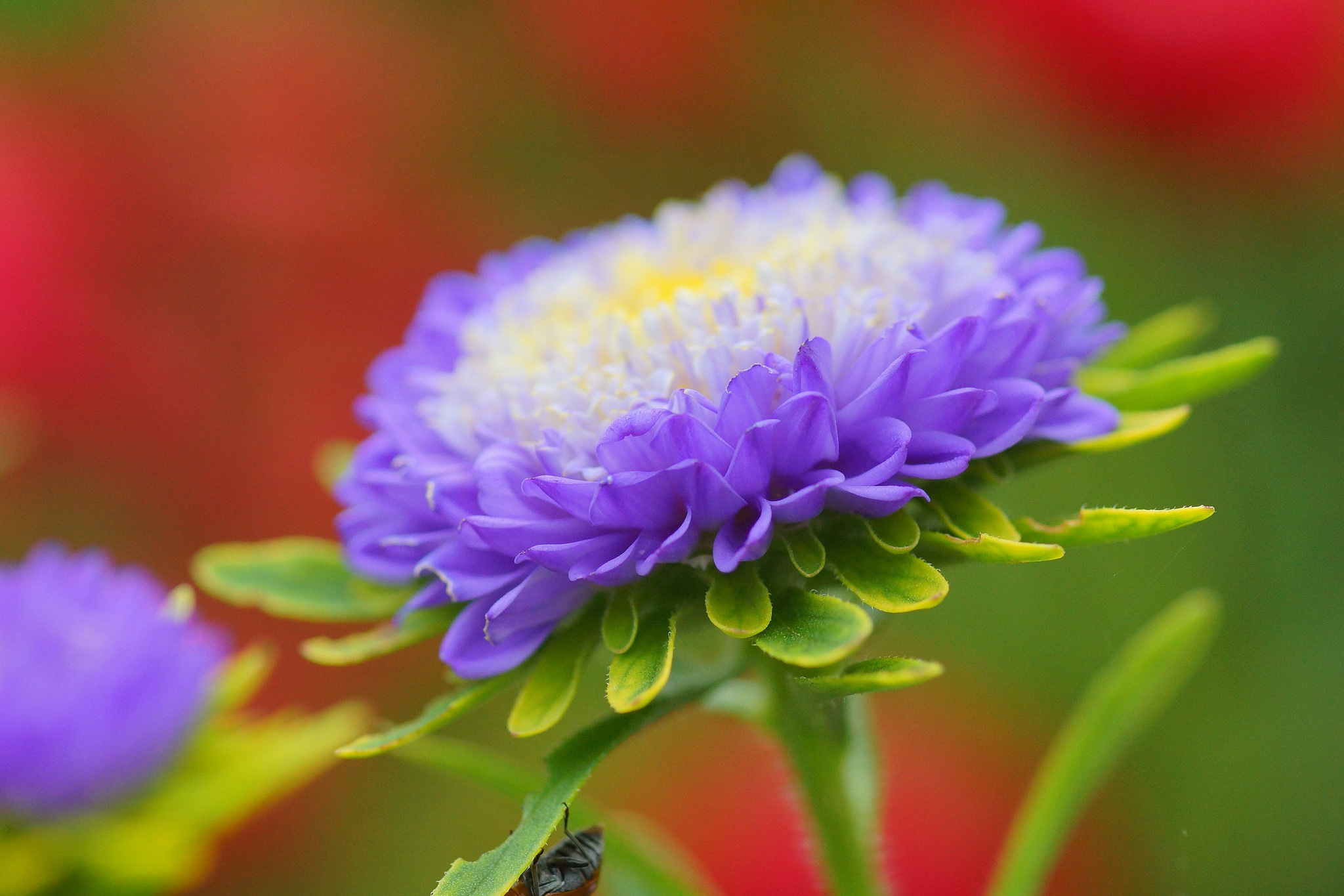 Laden Sie das Blume, Blumen, Blütenblätter, Knospe, Bud, Lila, Aster-Bild kostenlos auf Ihren PC-Desktop herunter