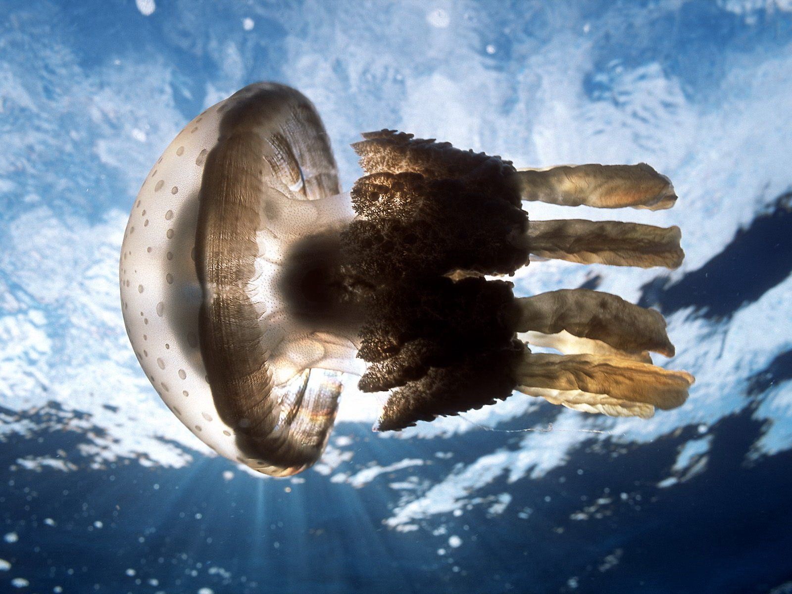 jellyfish, sea, animals, underwater world New Lock Screen Backgrounds