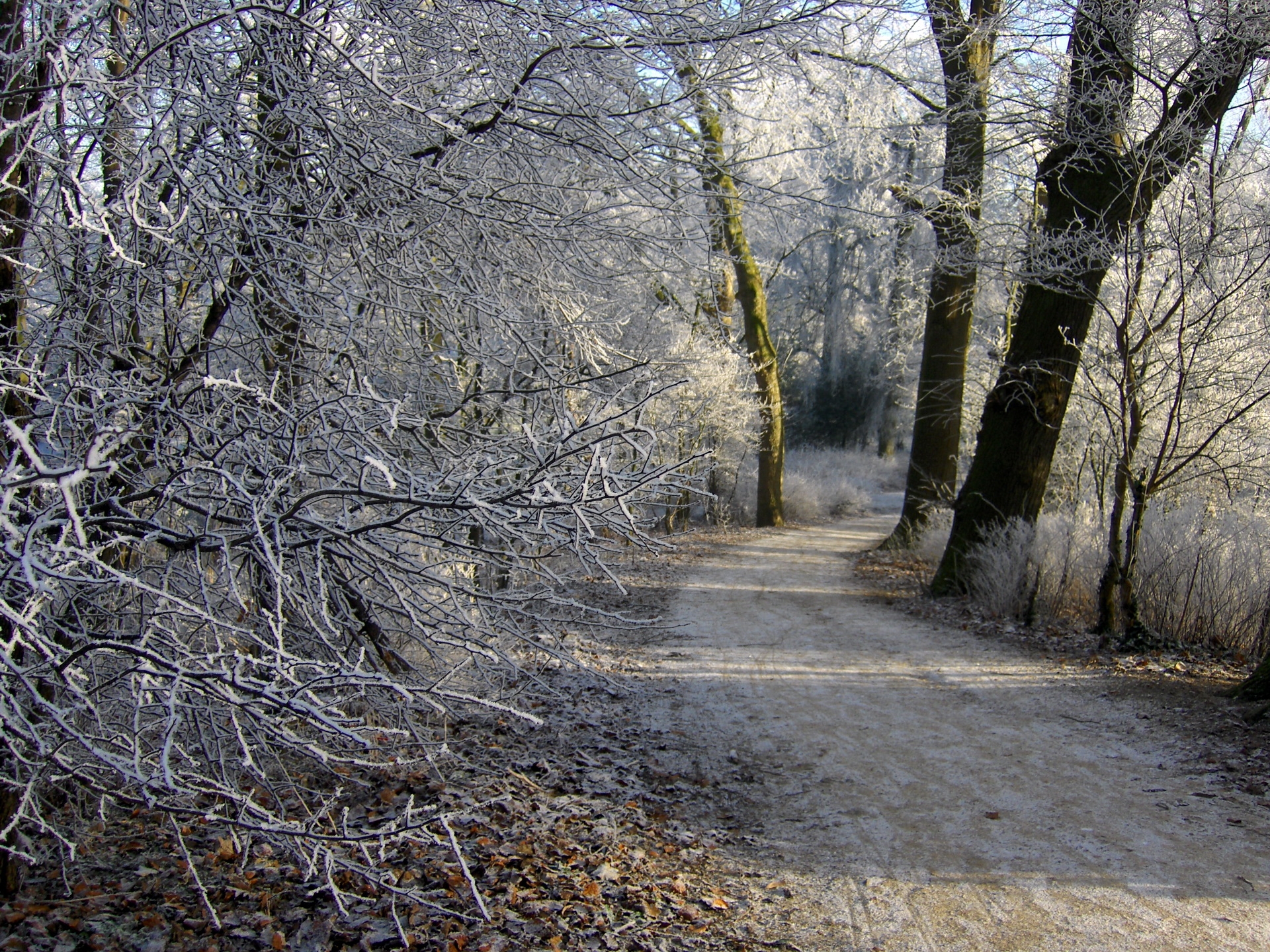 55056 Hintergrundbild herunterladen winter, natur, bäume, schnee, straße, wald, frost, rauhreif, niederlande, groningen - Bildschirmschoner und Bilder kostenlos