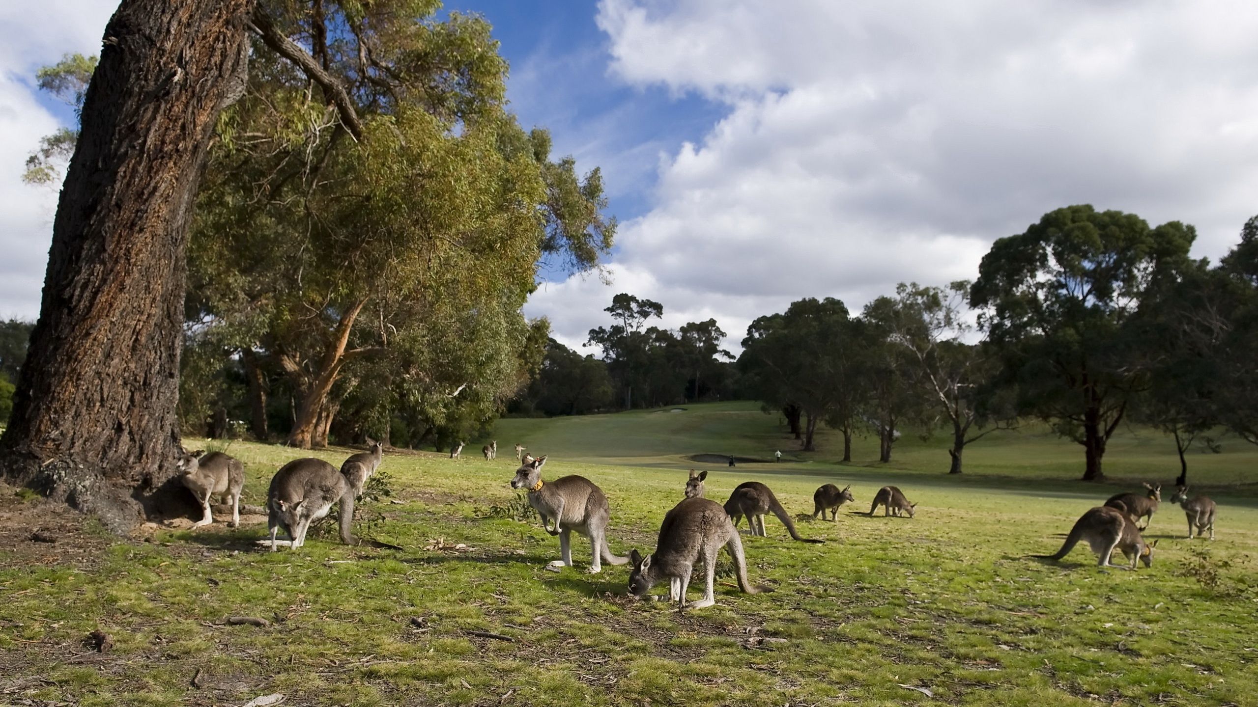 trees, animals, grass, kangaroo, stroll, lots of, multitude High Definition image