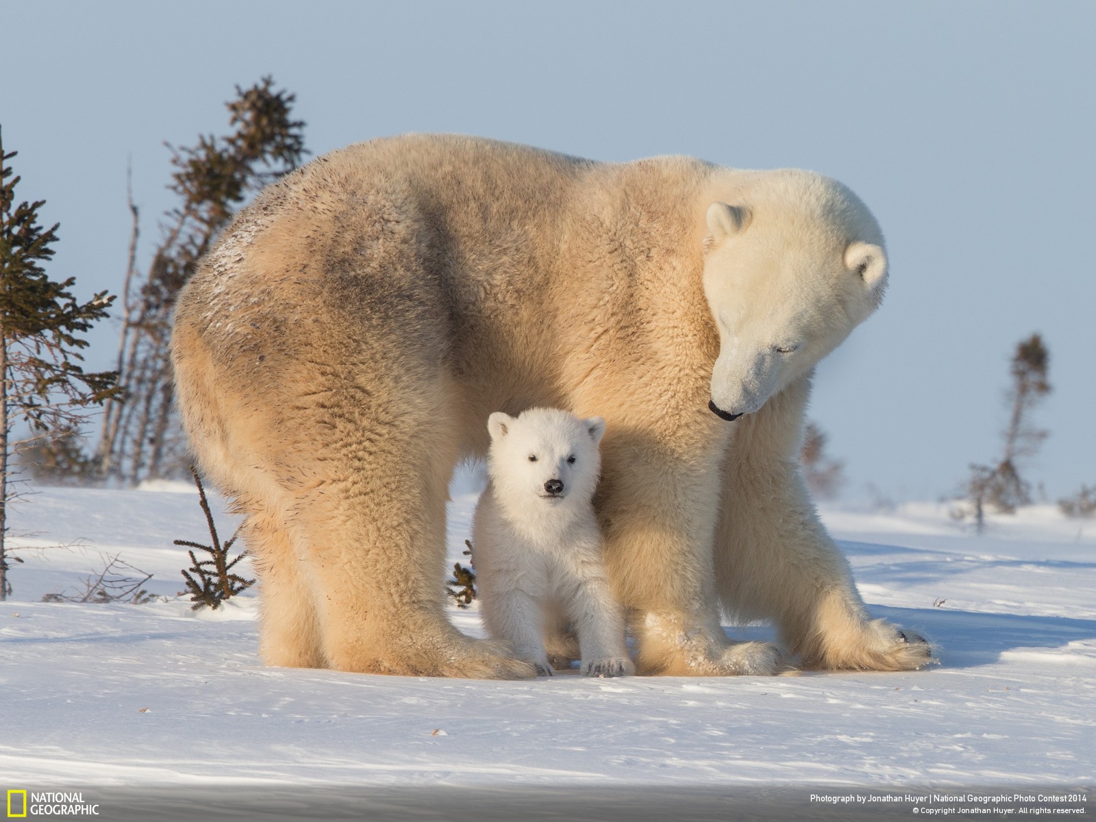 Polar Bear  Free Stock Photos