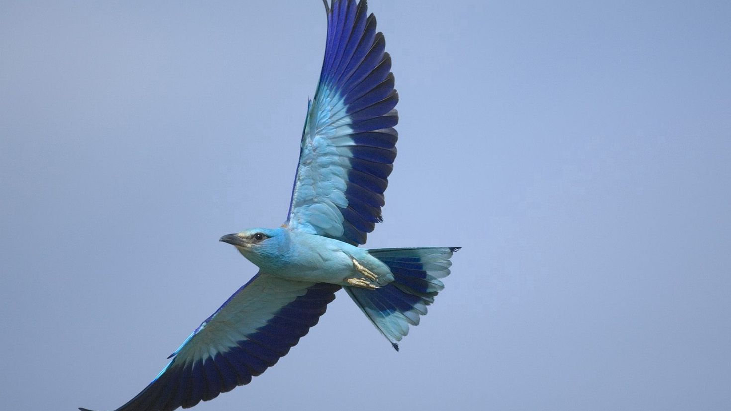 Desktop HD wallpaper: Animals, Sky, Bird, Flight, Wings free download backg...