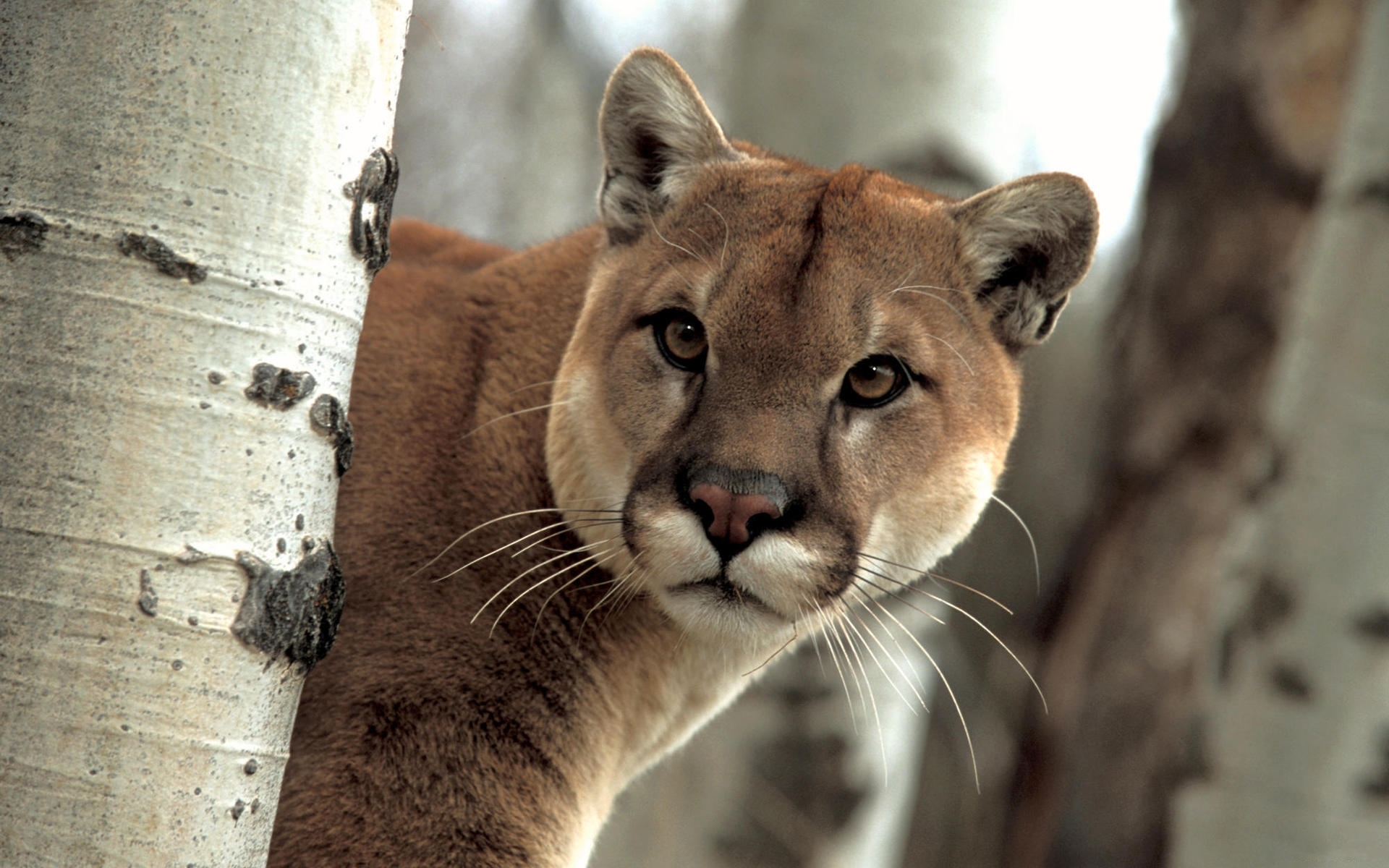 Laden Sie das Tiere, Puma-Bild kostenlos auf Ihren PC-Desktop herunter