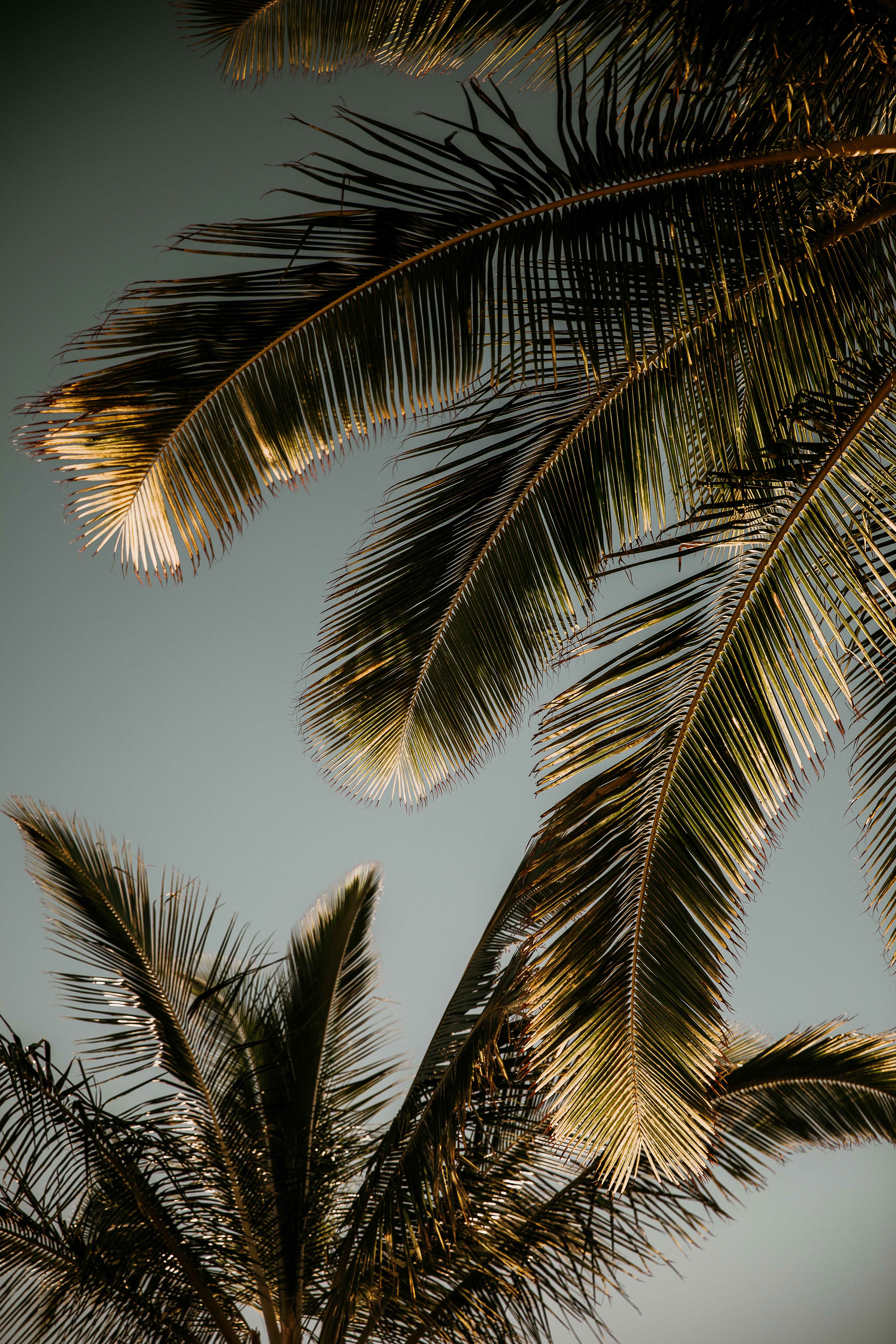 leaves, nature, palm, branches, branch for android