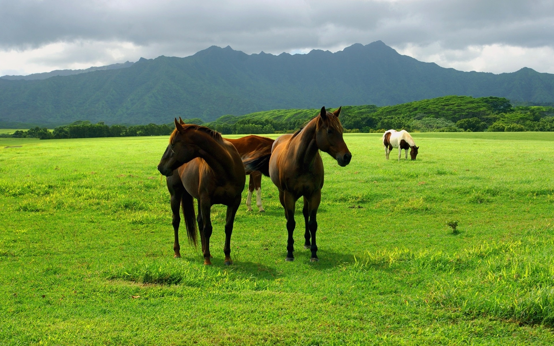 40033 Bild herunterladen pferde, tiere, grün - Hintergrundbilder und Bildschirmschoner kostenlos