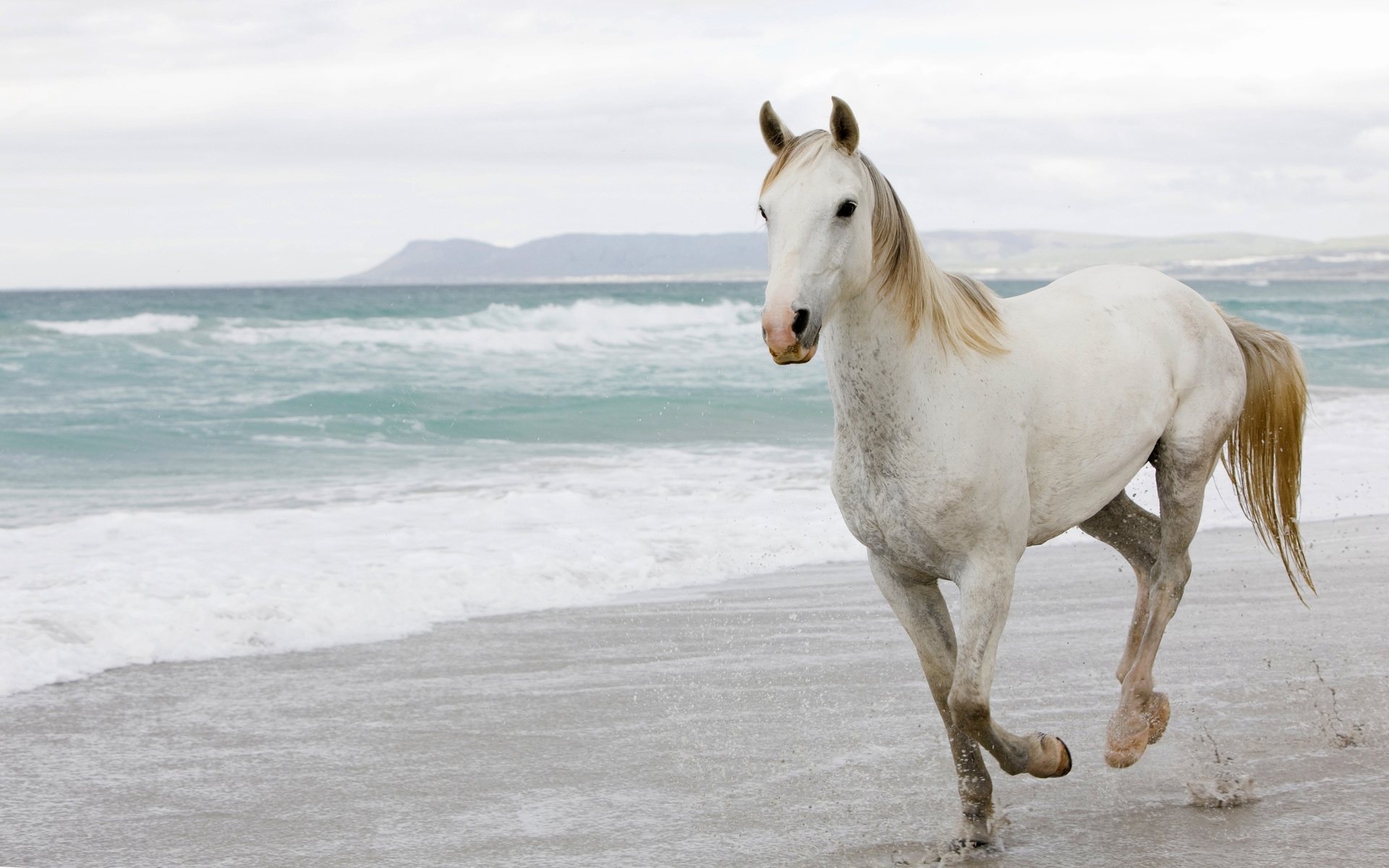Laden Sie das Pferde, Tiere-Bild kostenlos auf Ihren PC-Desktop herunter