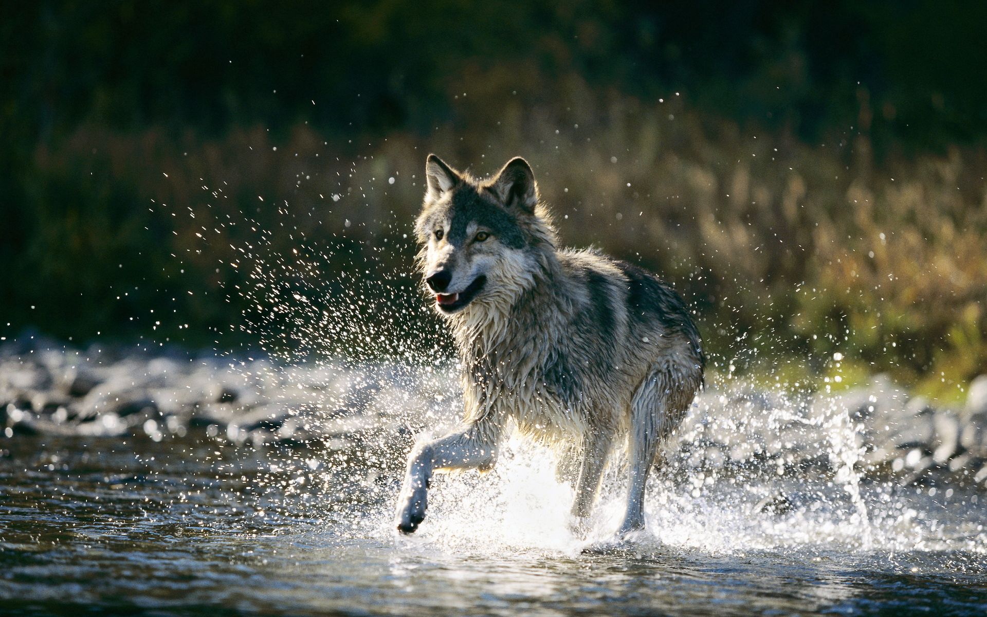 Smartphone Background animals, run, running, wolf