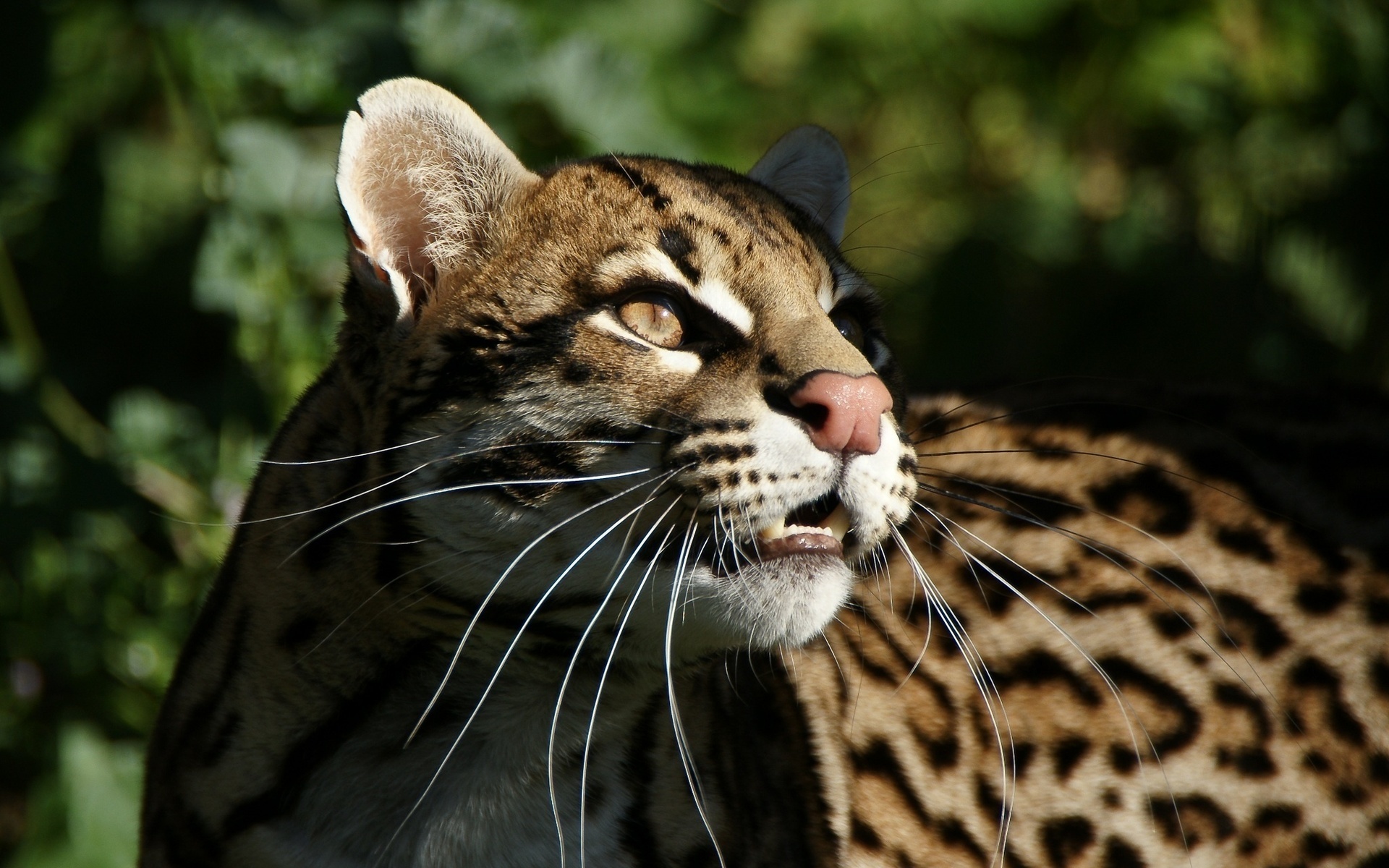 40011 Bild herunterladen tiere, leopards - Hintergrundbilder und Bildschirmschoner kostenlos