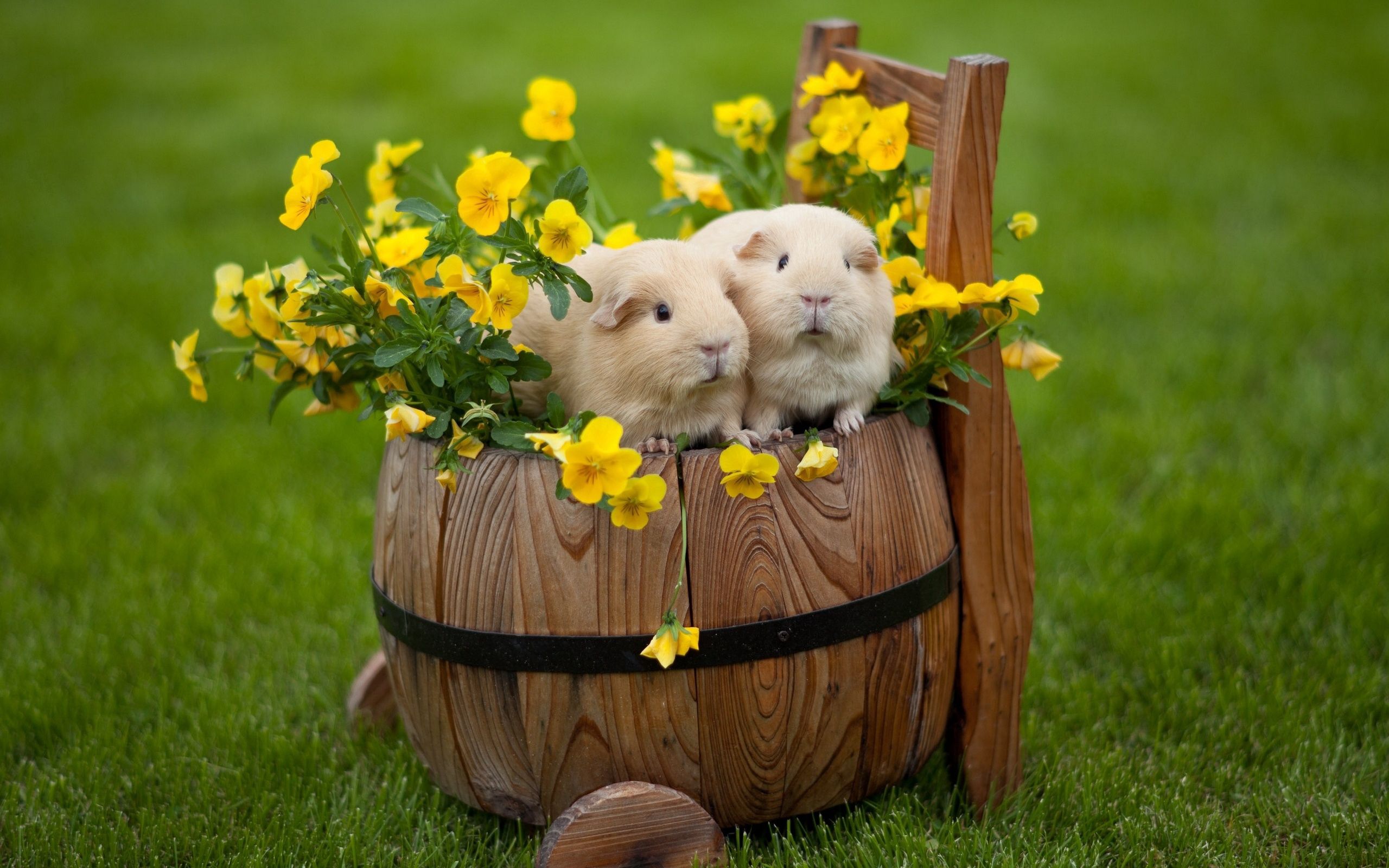 guinea pigs, animals, flowers, couple, grass, pair, barrel 1080p