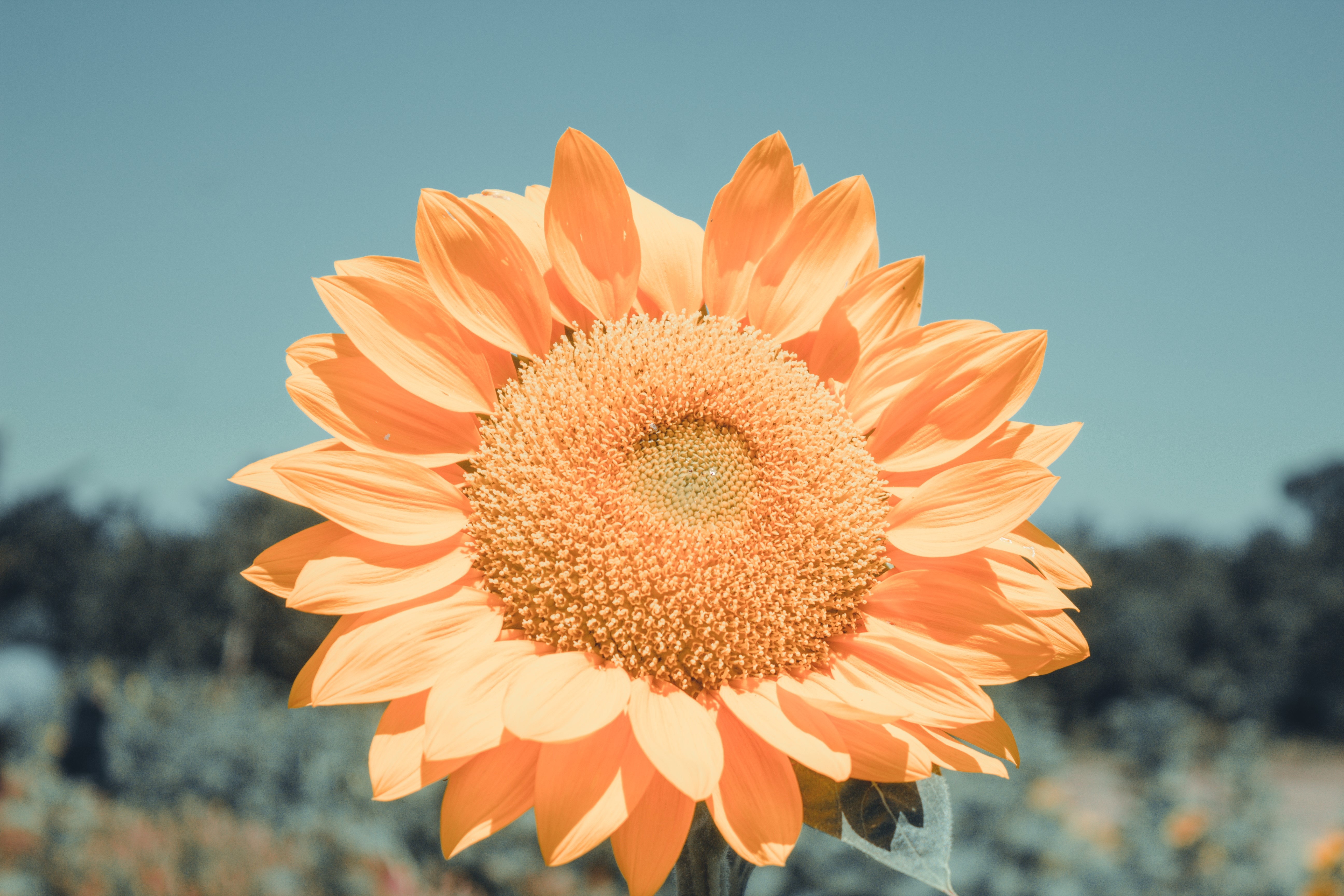 Die besten Sonnenblume-Hintergründe für den Telefonbildschirm