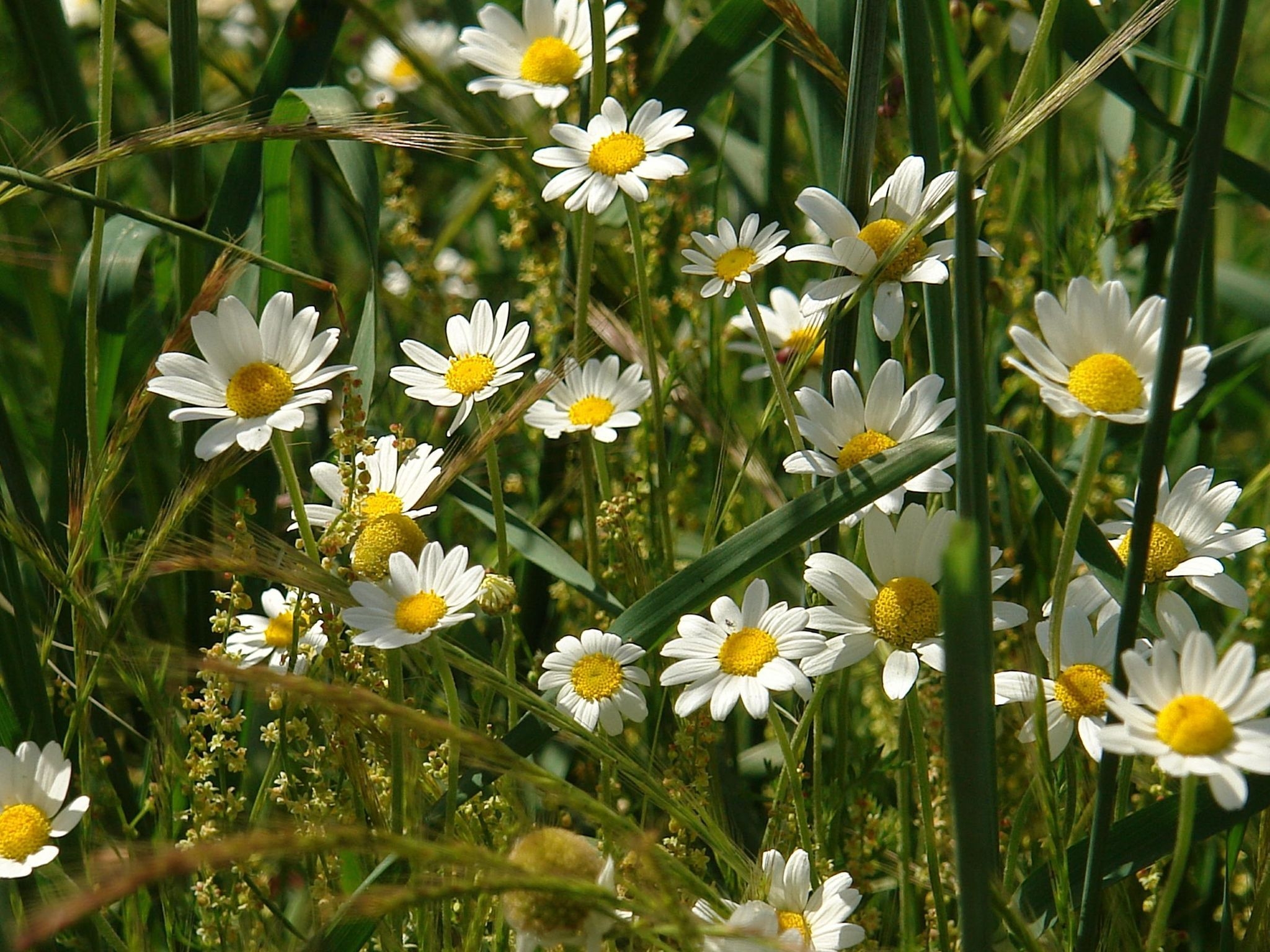Laden Sie das Blumen, Grass, Kamille, Feld, Ohren, Spikes-Bild kostenlos auf Ihren PC-Desktop herunter