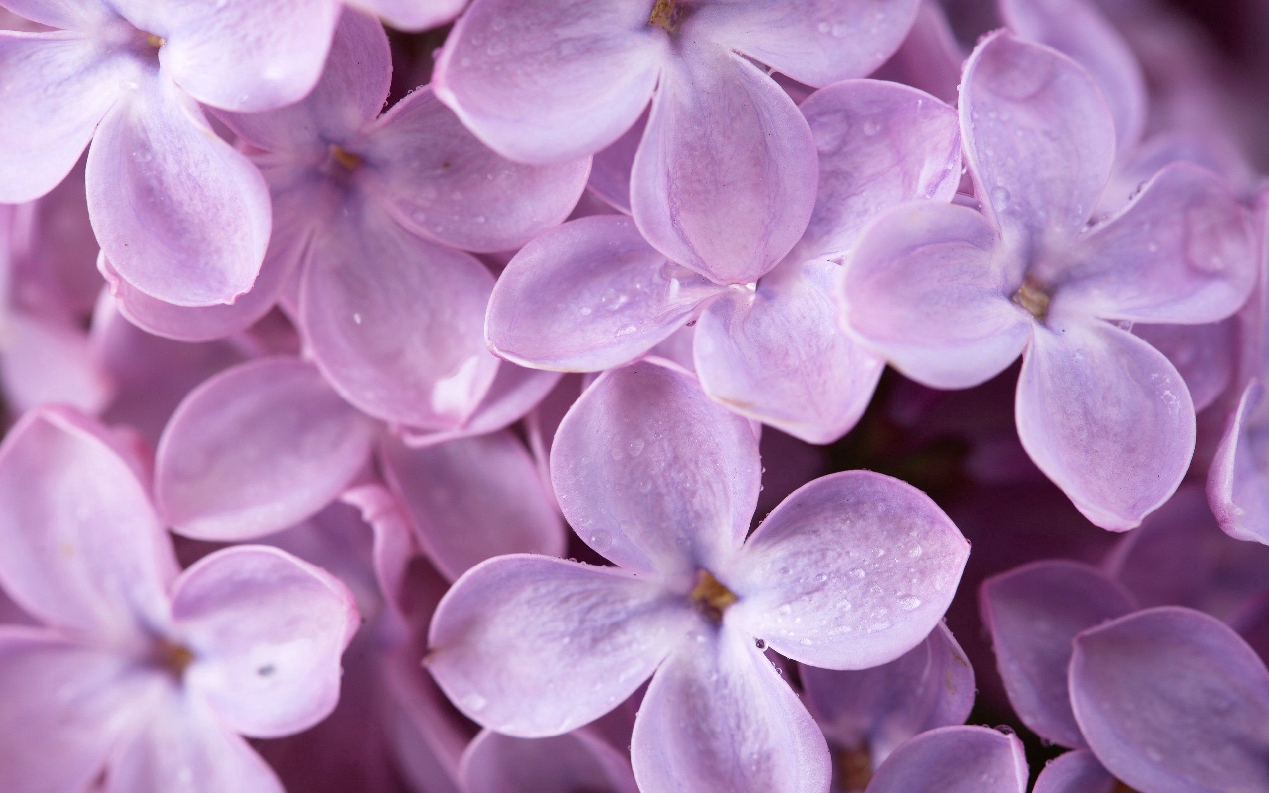 1080p Wallpaper lilac, flowers, drops Macro